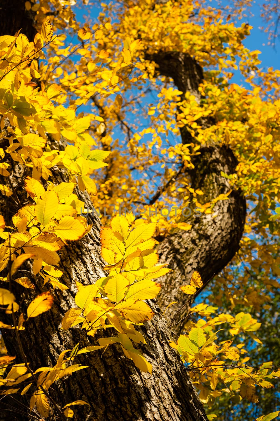 Beautiful tree with autumn yellow leaves against blue sky in Fal by chentim