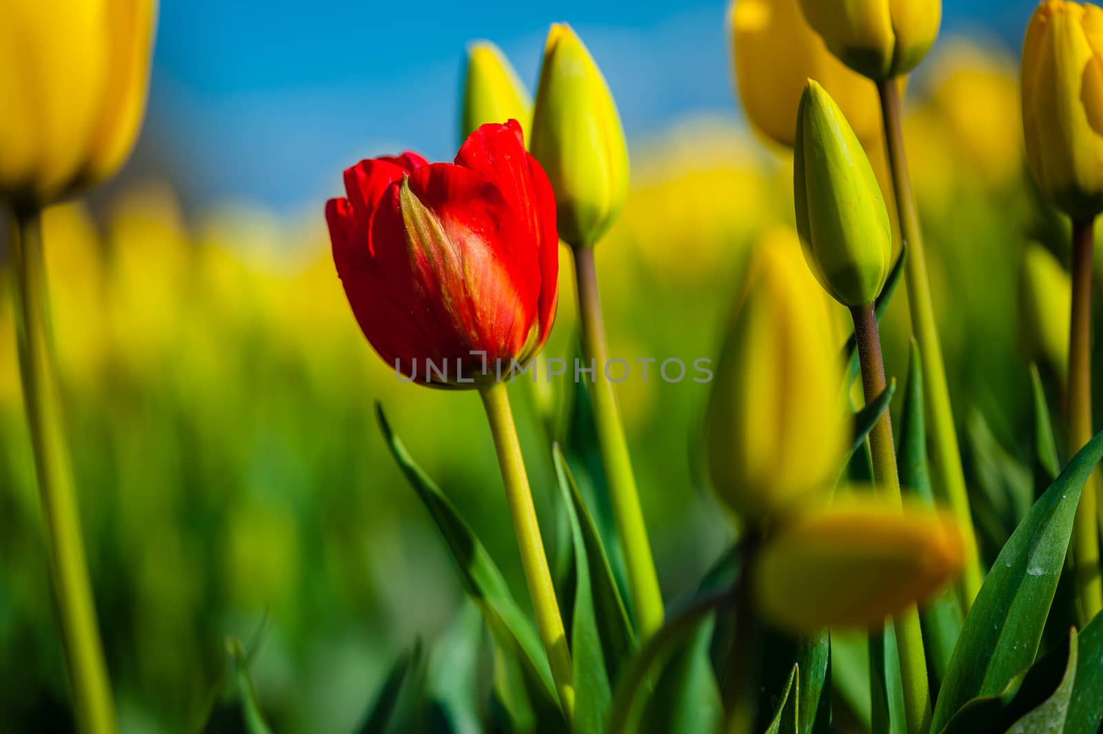 Red tulip with yellow tulips in the background against blue sky at the Skagit Tulip Festival, Washington