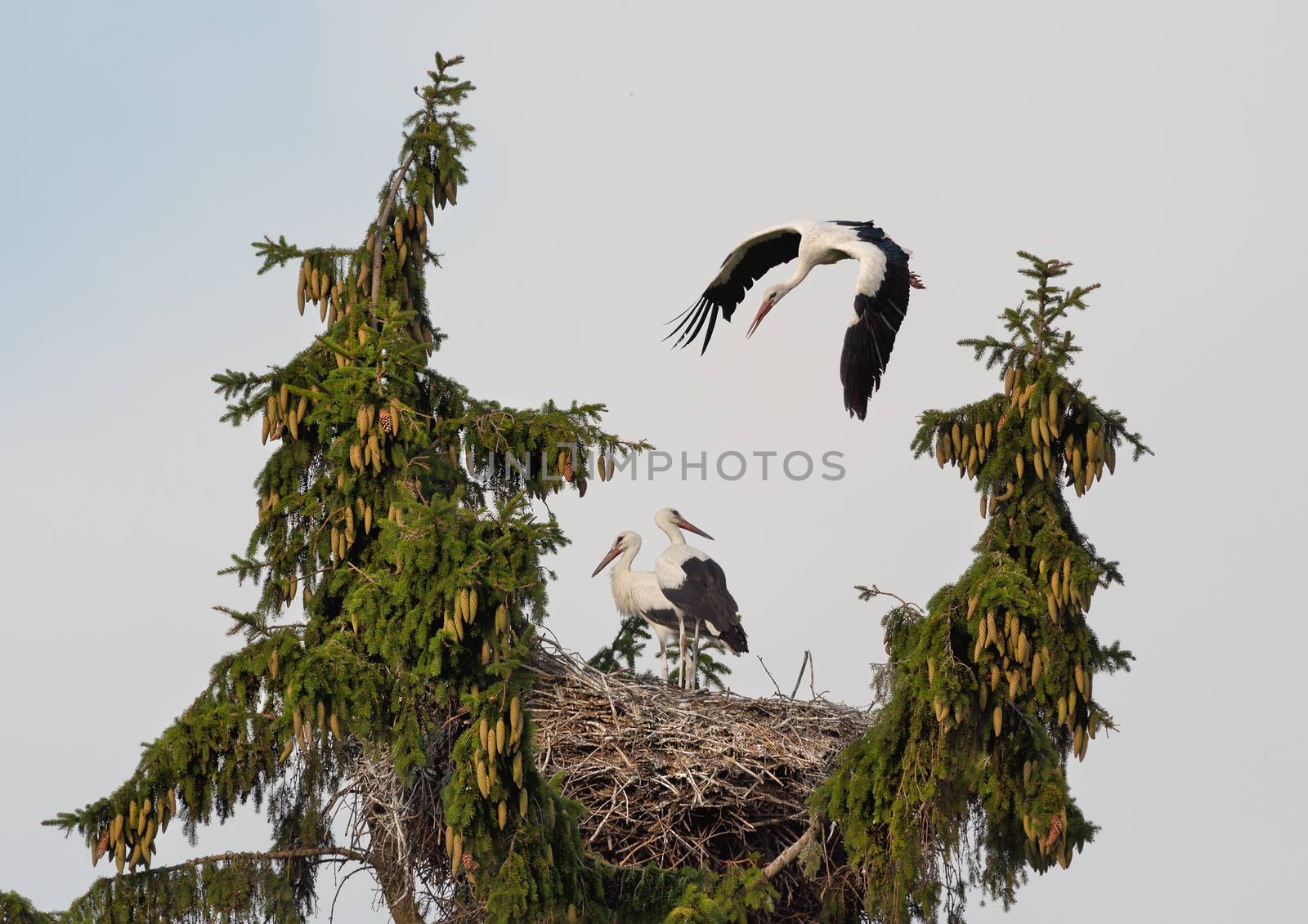 The white stork young baby birds costs in a big nest from rods