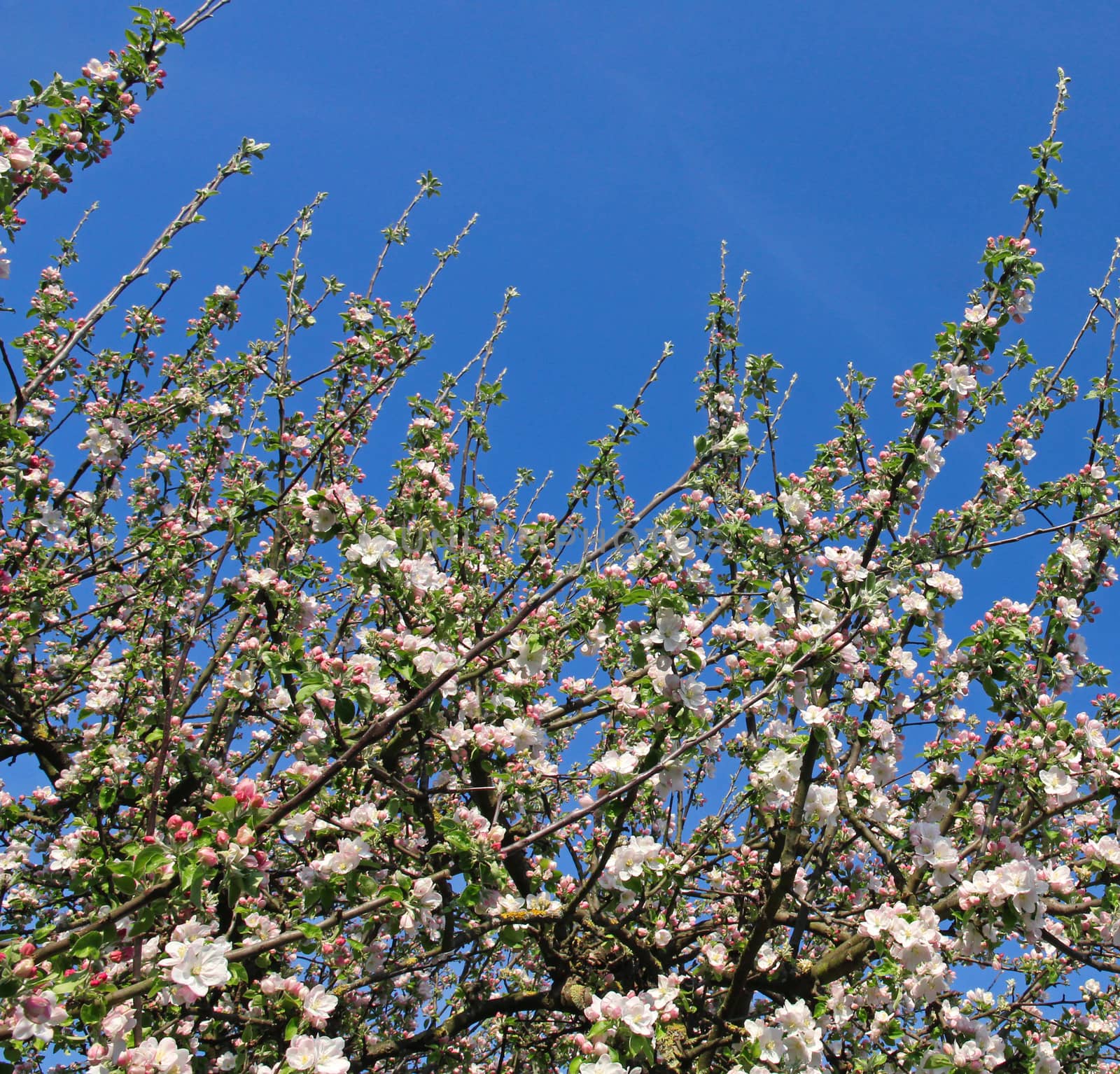 Apple blossoms in spring can use as background 