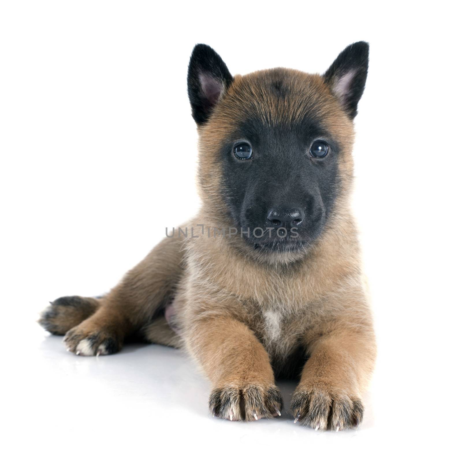 puppy  belgian sheepdog malinois on a white background