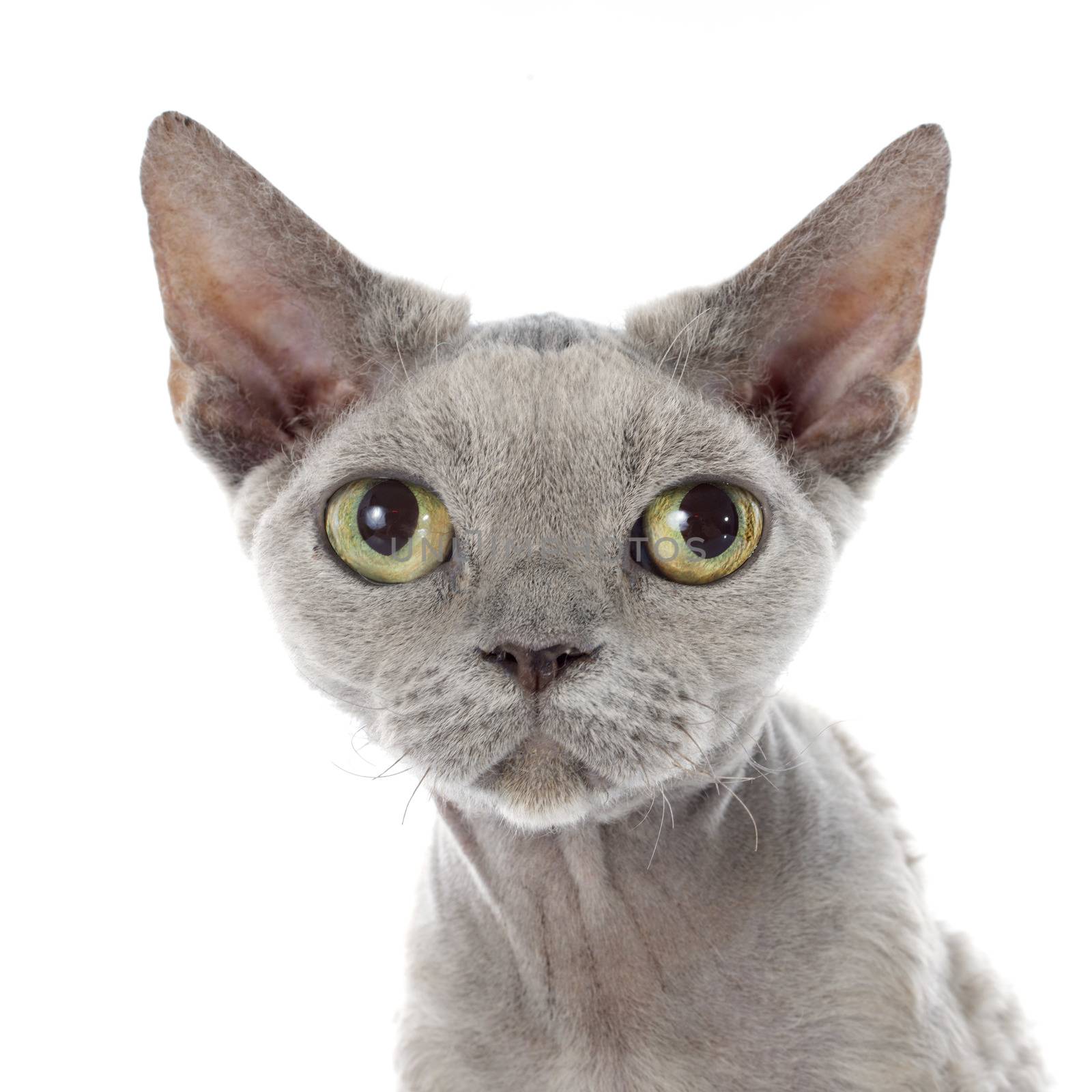 devon rex cat in front of white background