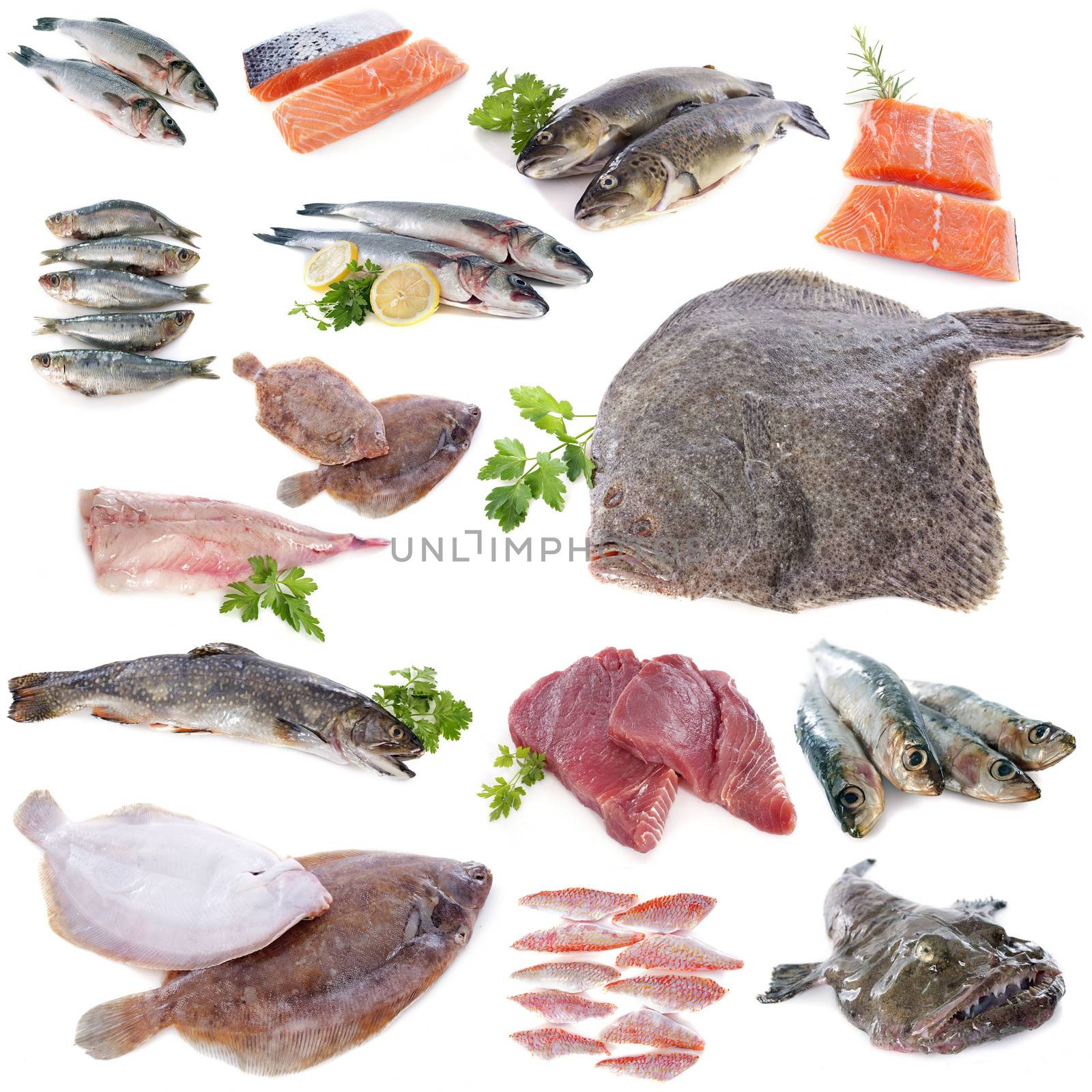 group of fishes in front of white background