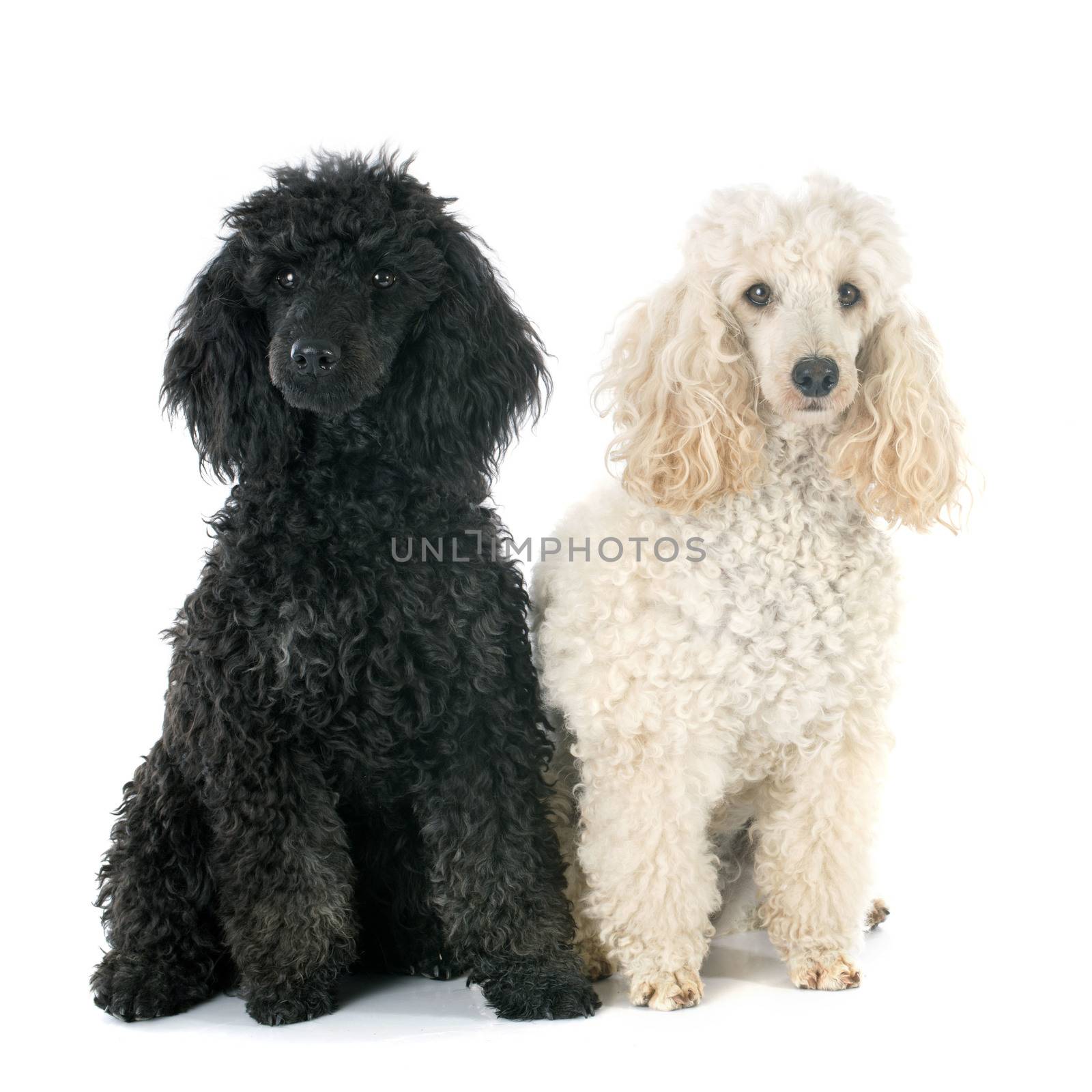 two poodles by cynoclub