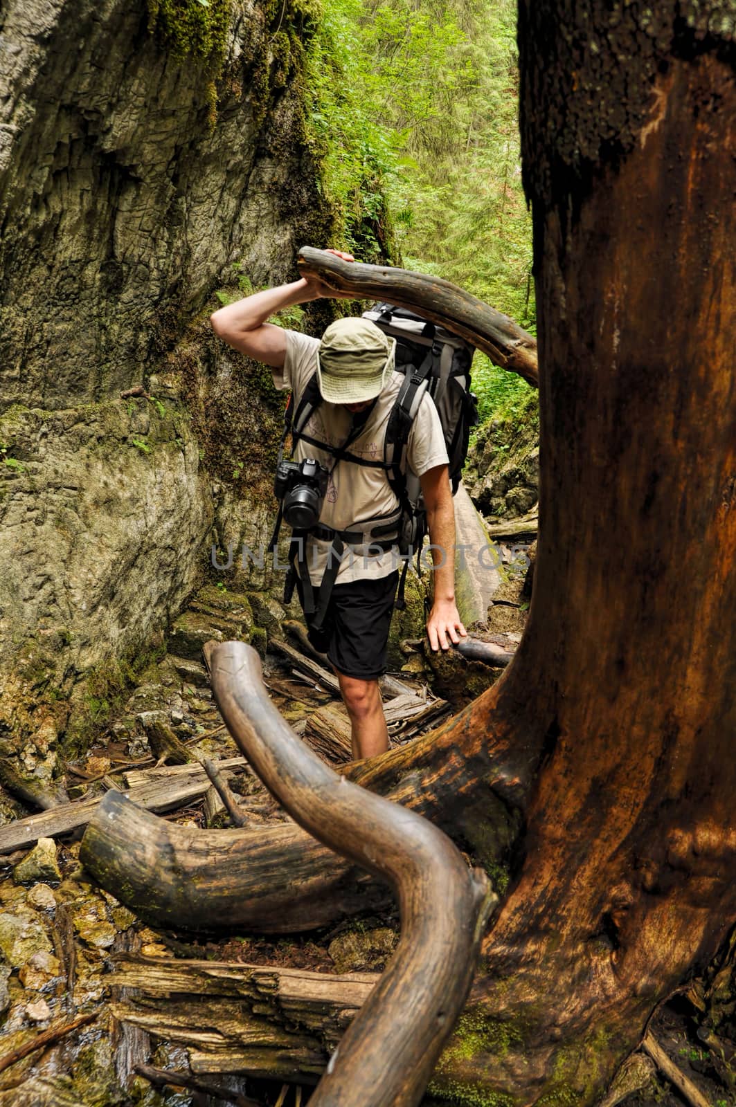 Backpacker moving through tree roots and fallen timber in Slovak Paradise National Park
