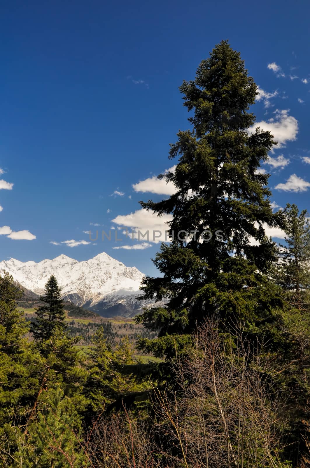 View of the snow covered mountains in Svaneti surrounded by forest