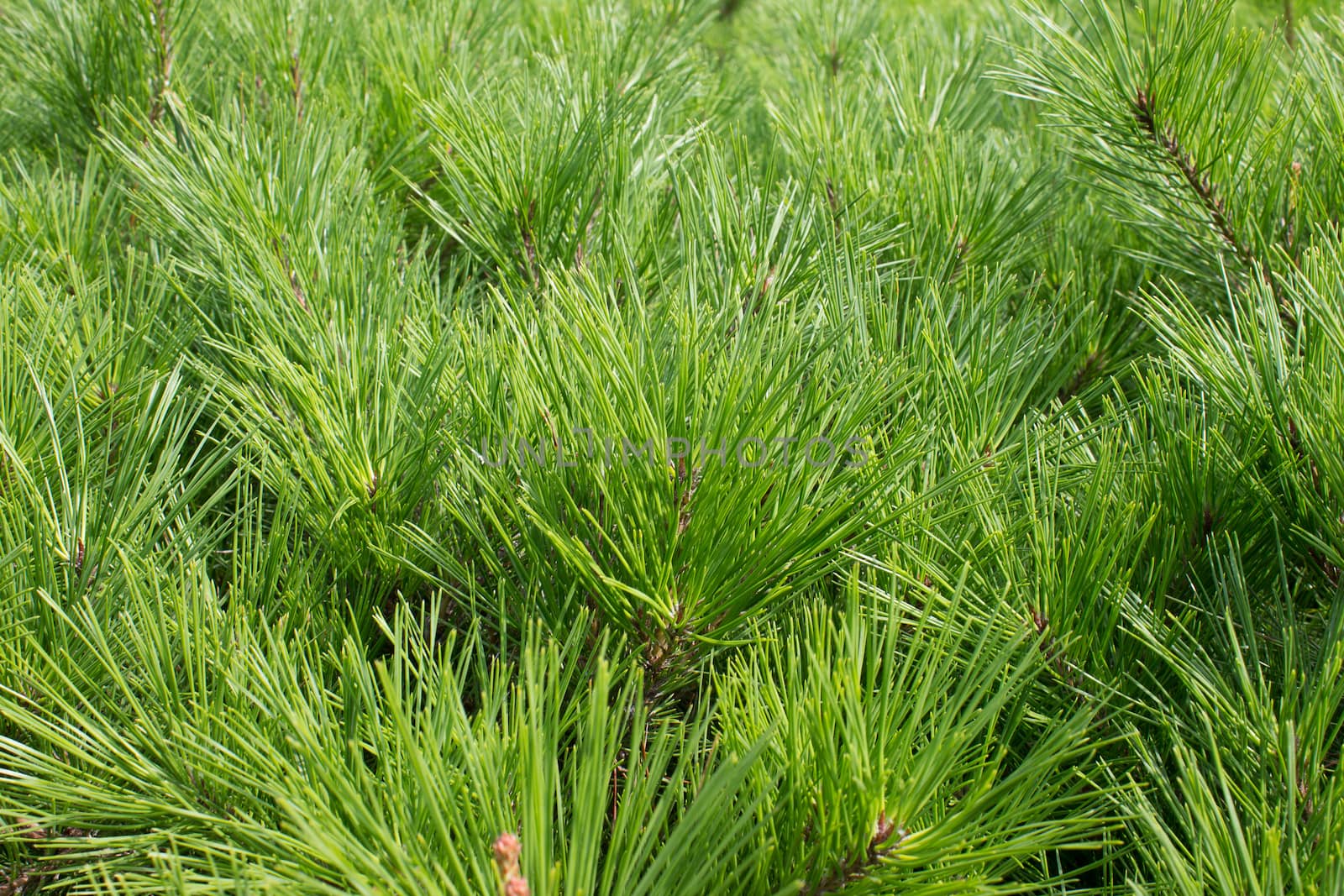 great closest green pine needles