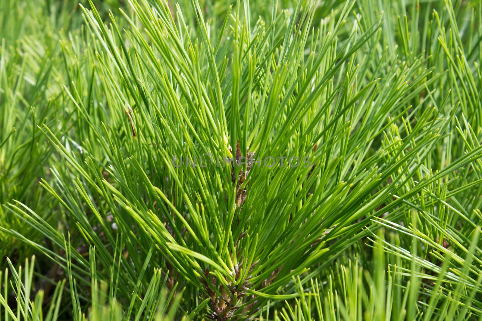 pine needles by Mieszko9