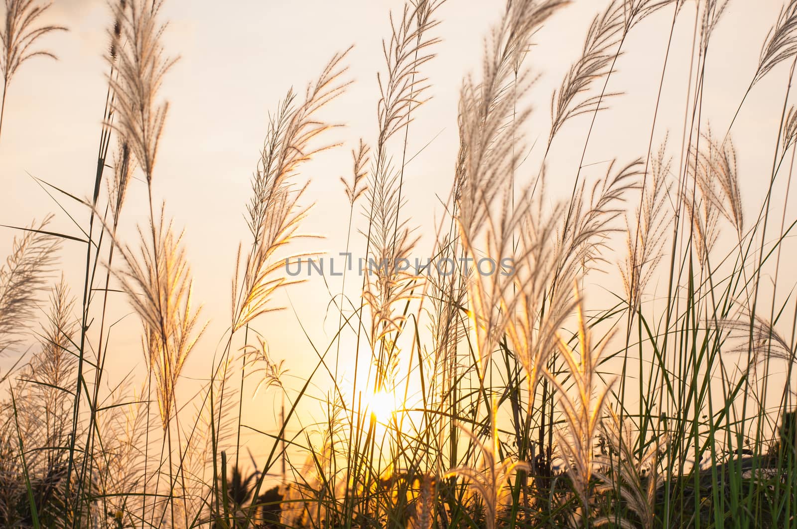 Field of grass on a sunset background