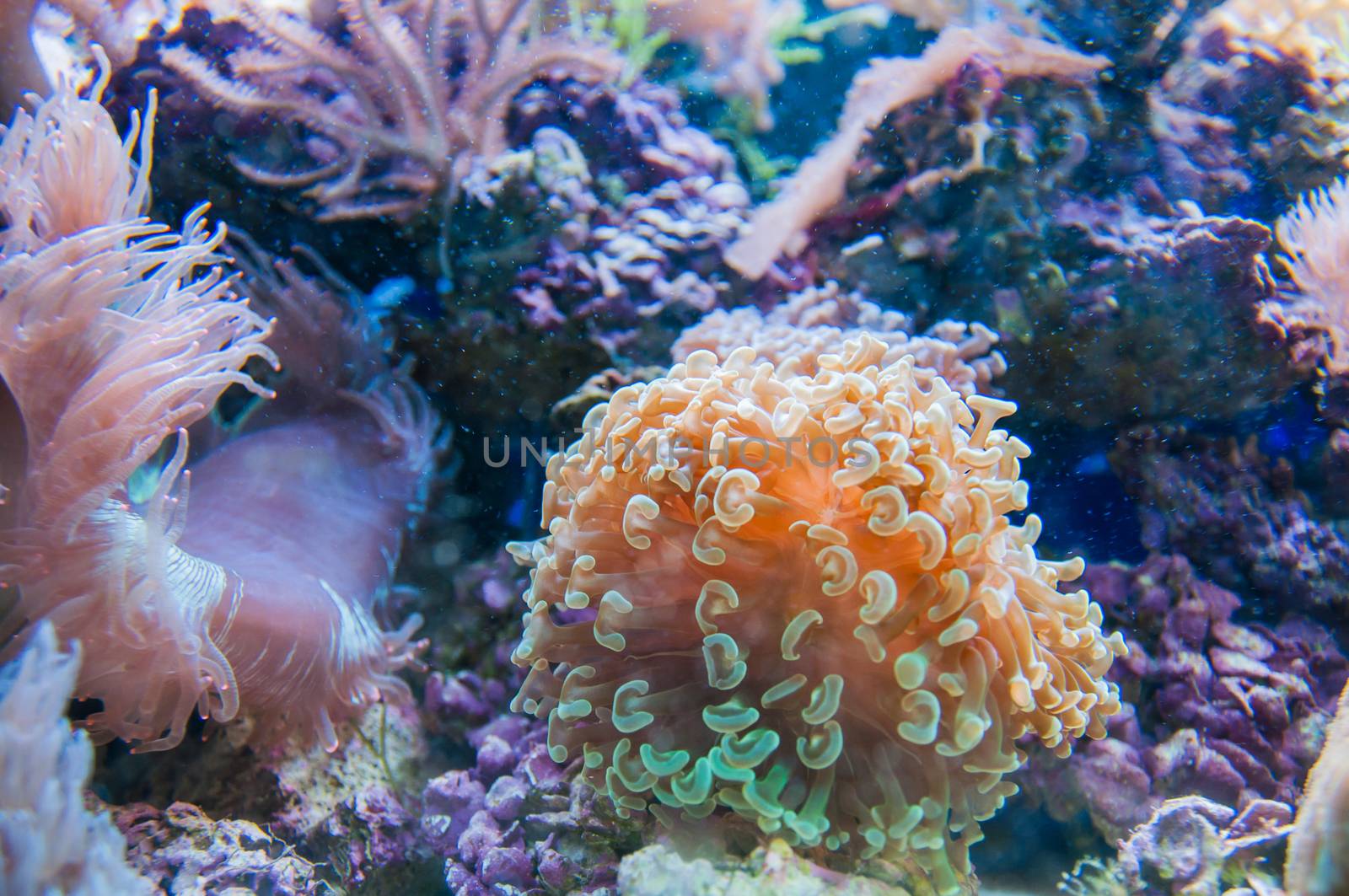 beautiful coral in aquarium and reef