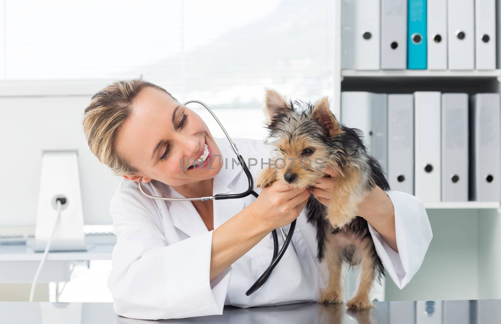 Female veterinarian checking dog with stethoscope in clinic