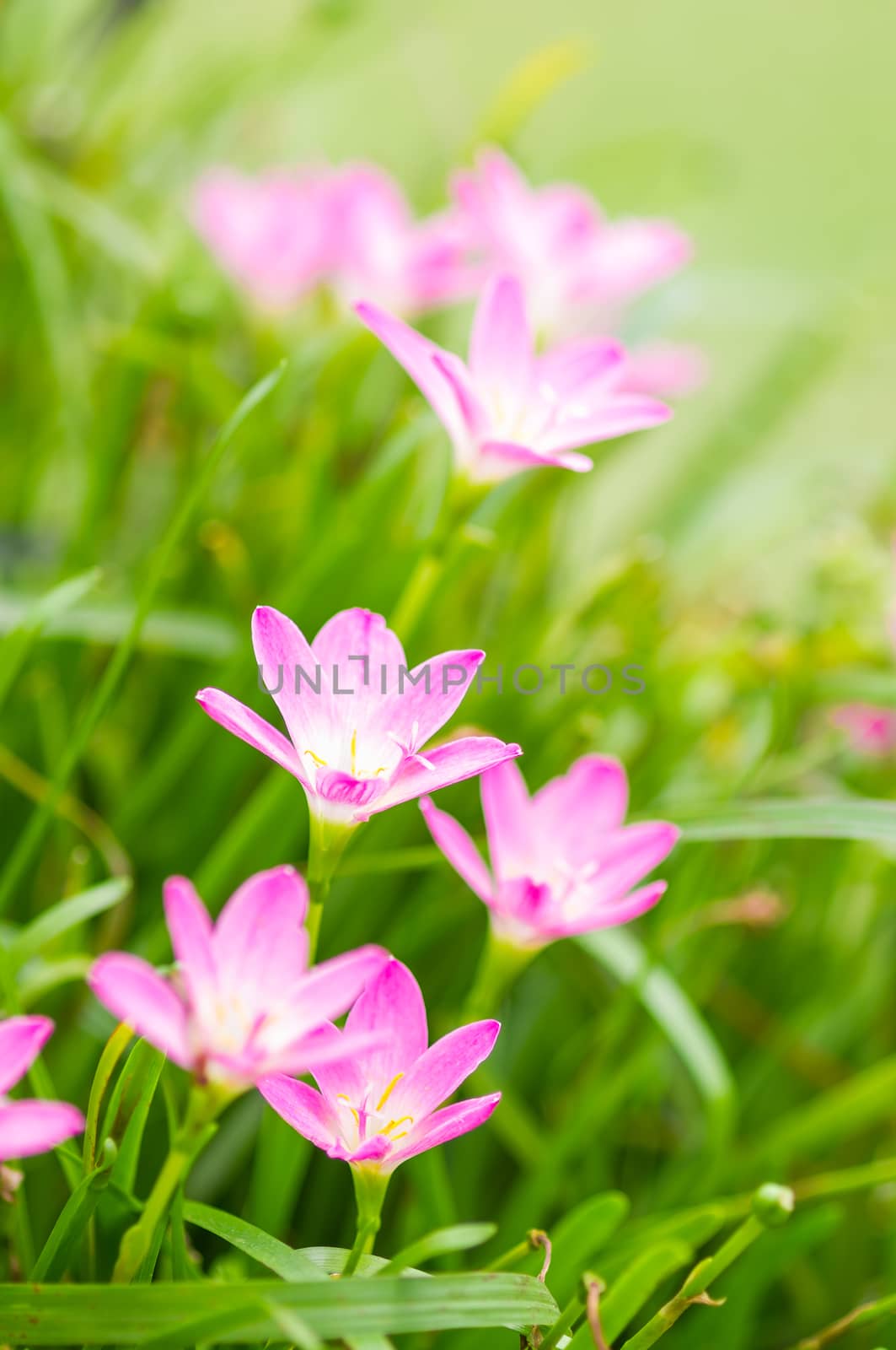 pink zephyranthes flowers. Rain Lily