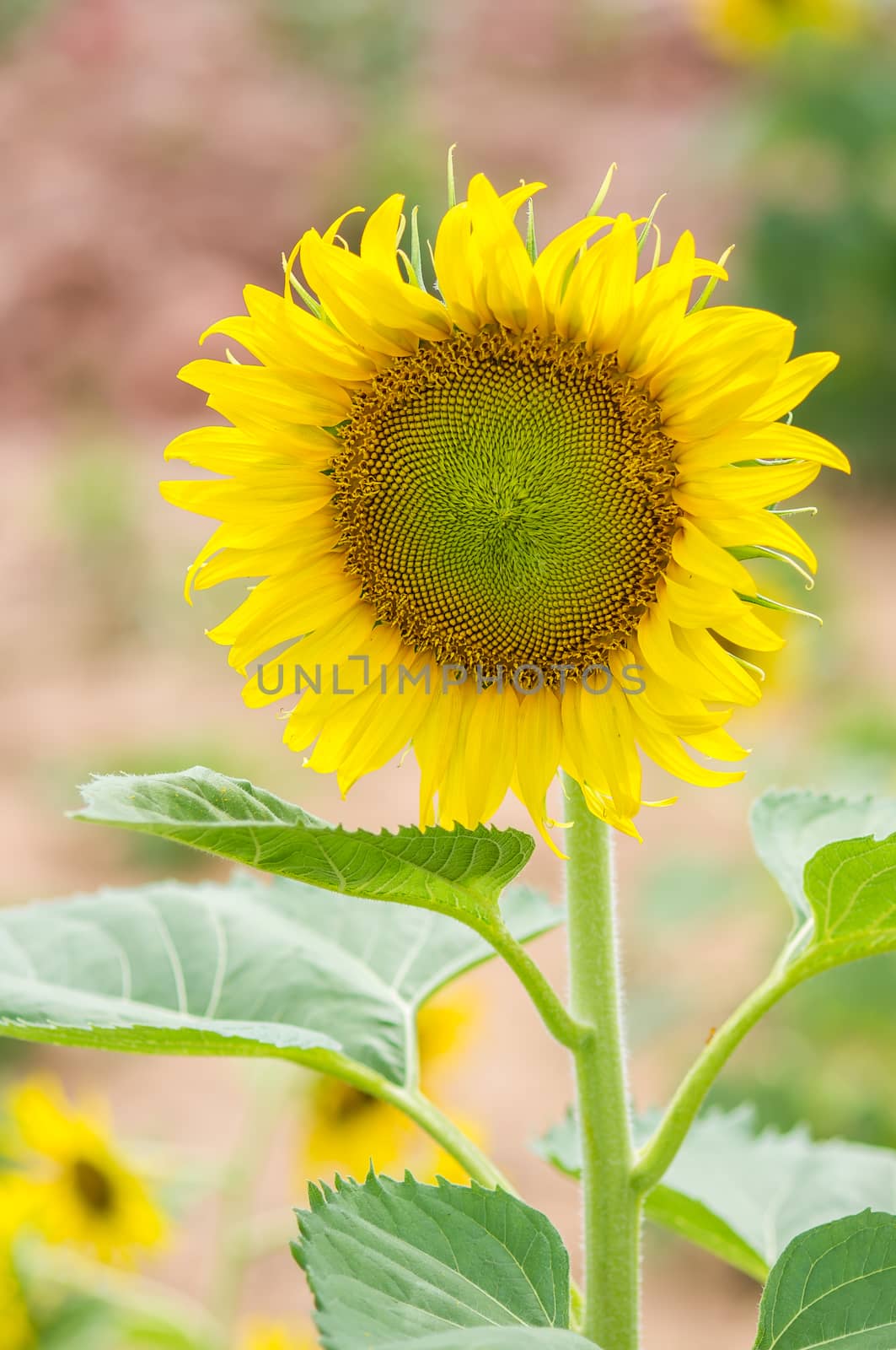 Beautiful yellow of sunflower