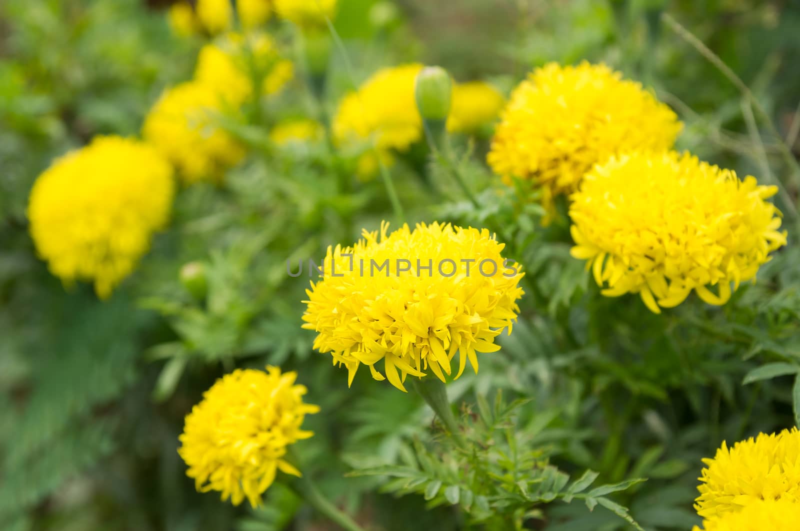 Yellow Flower, Marigold by seksan44