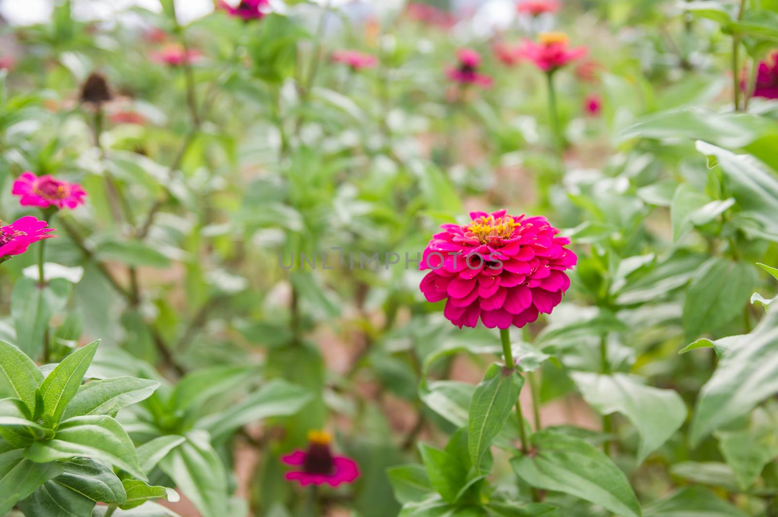 Pink Zinnia elegans flowers in garden