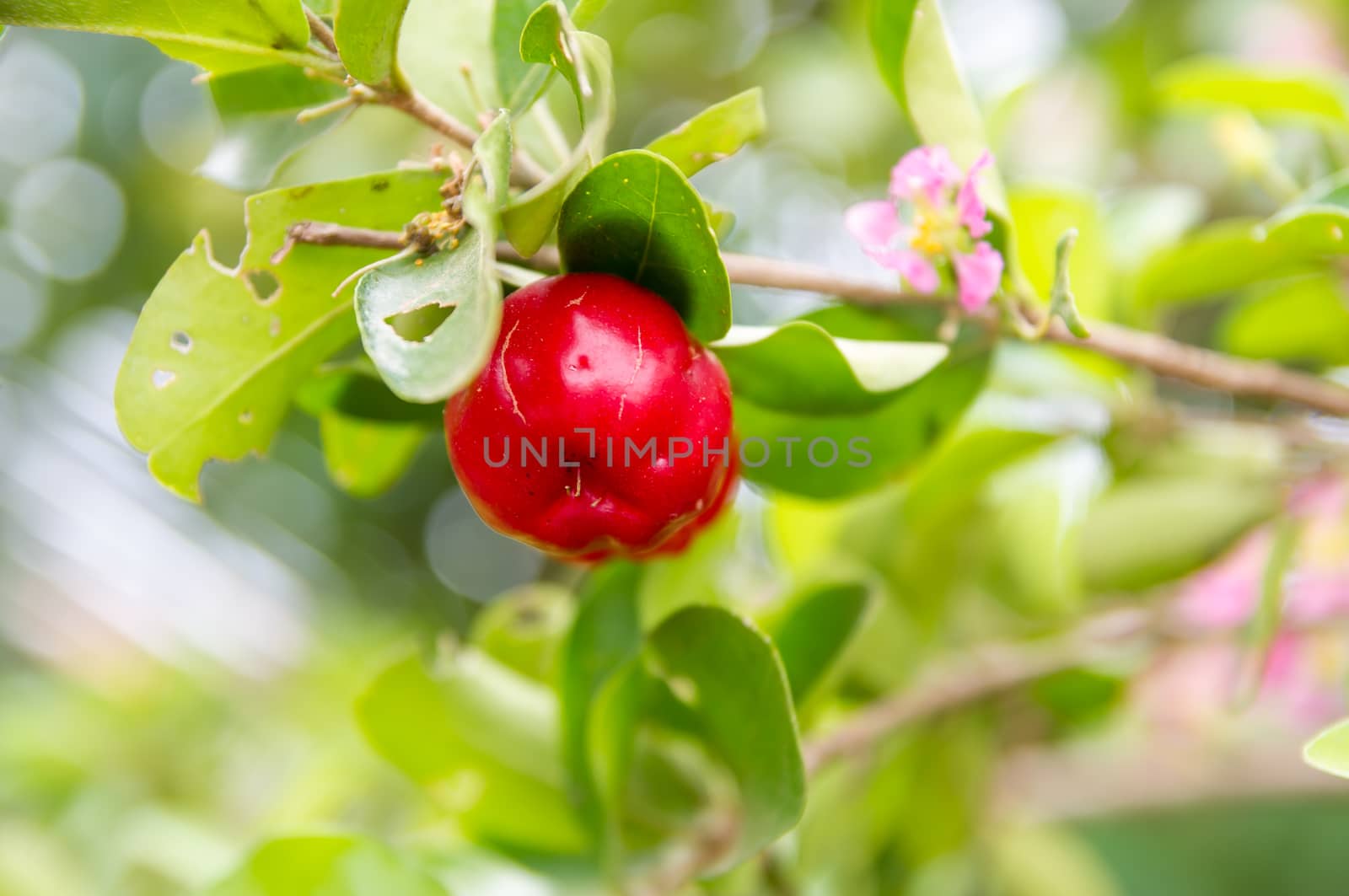 Cherry berry by seksan44