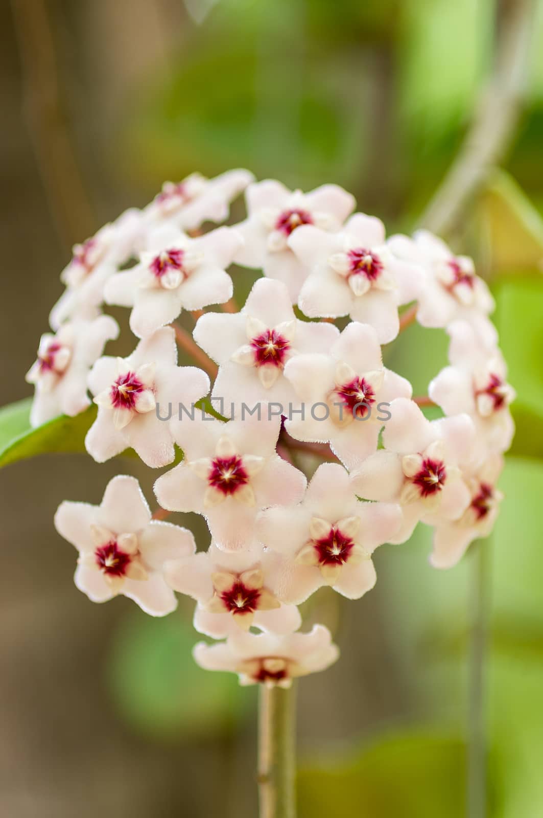 White Hoya flowers by seksan44