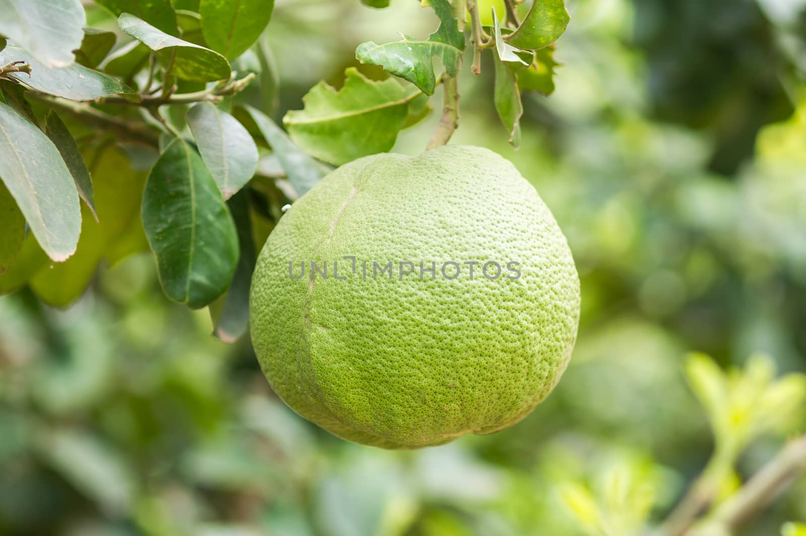 Pomelo fruit on tree with bokeh background