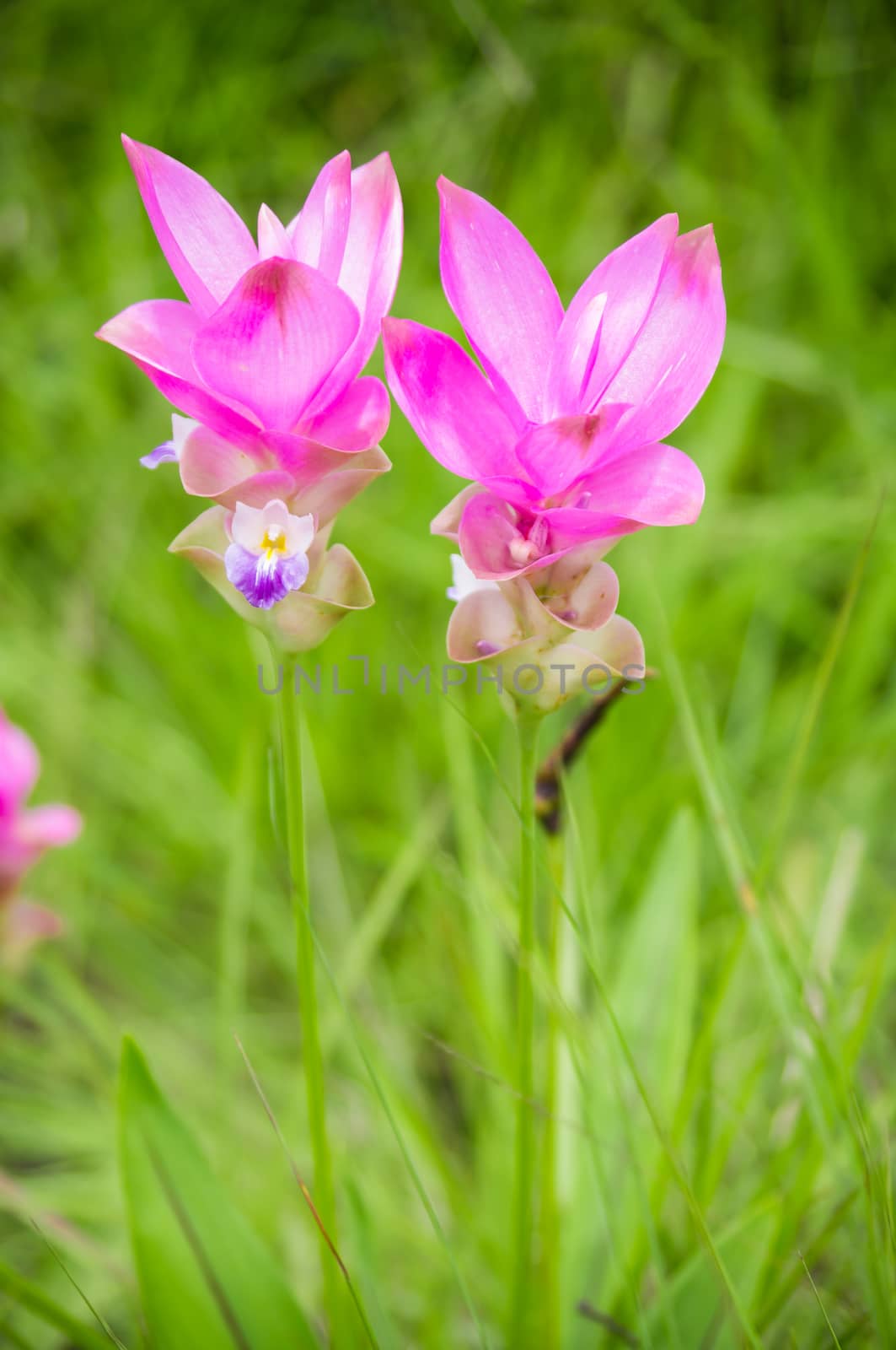 Curcuma alismatifolia blossom in Thailand, Siam tulip.