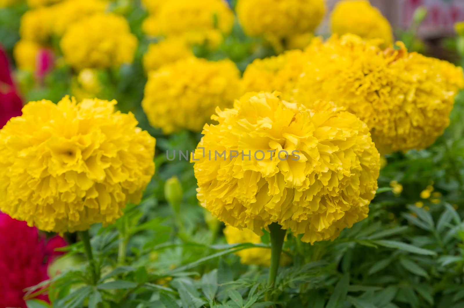 Yellow Flower, Marigold by seksan44