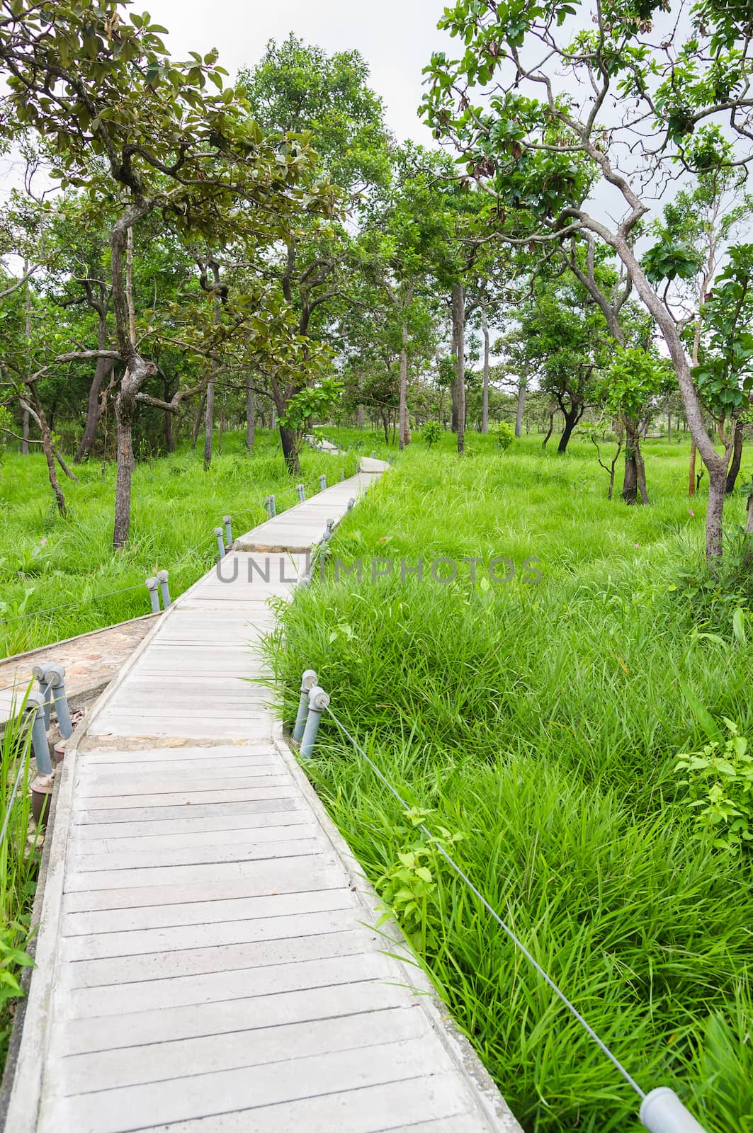 Wood path way on siam tulip field.