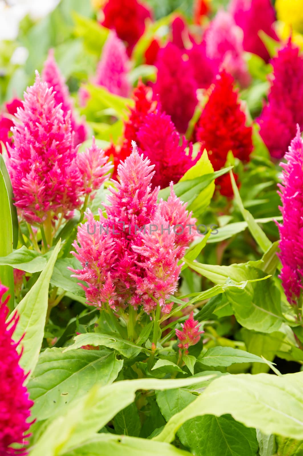 Colorful cockscomb flowers