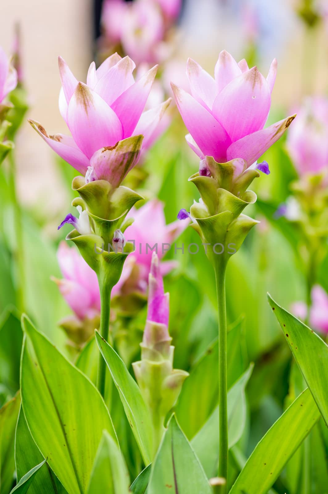 Curcuma alismatifolia blossom in Thailand, Siam tulip.