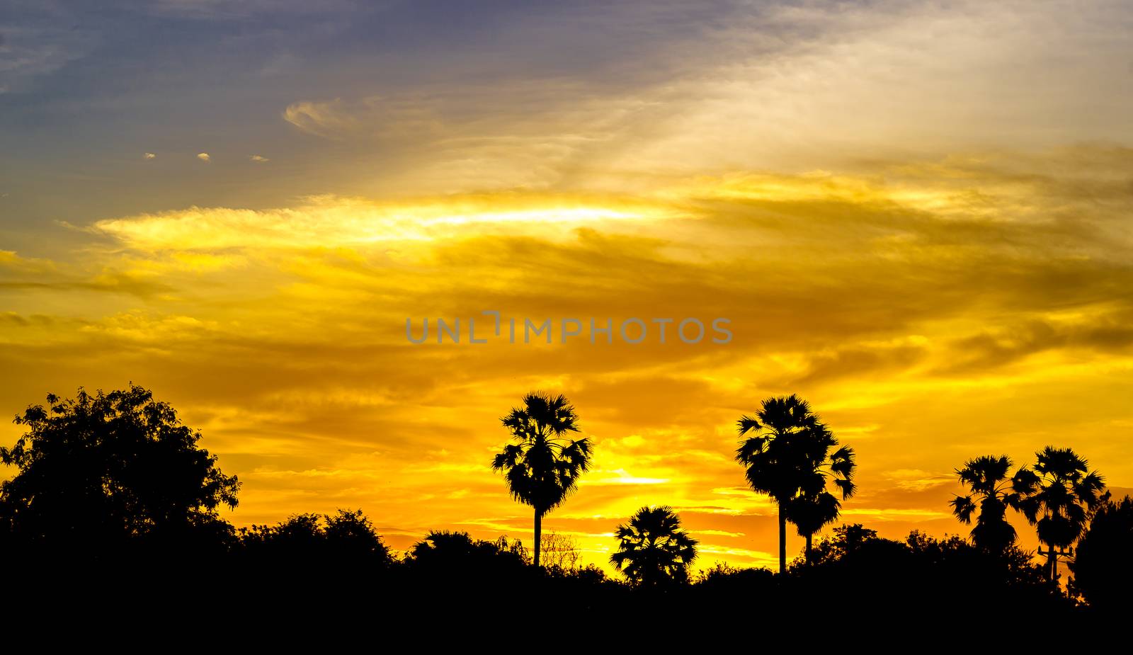 Sun rises silhouette and tree.