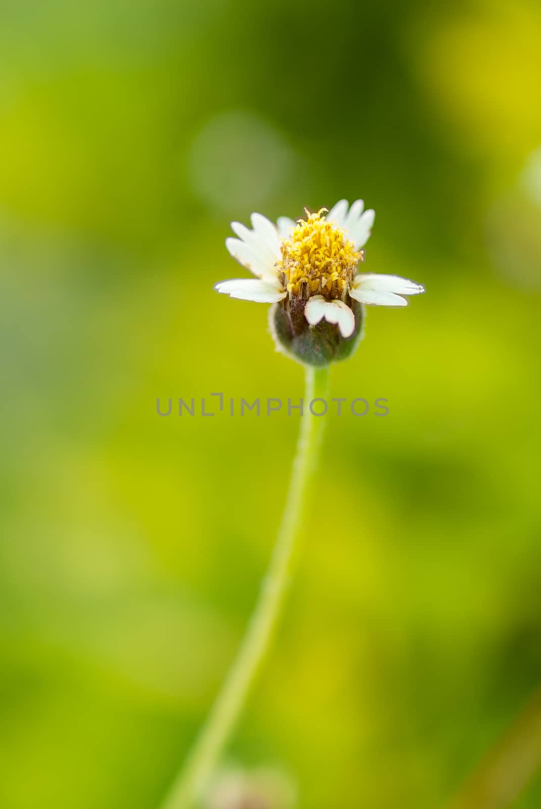mexican daisy on blur green background.