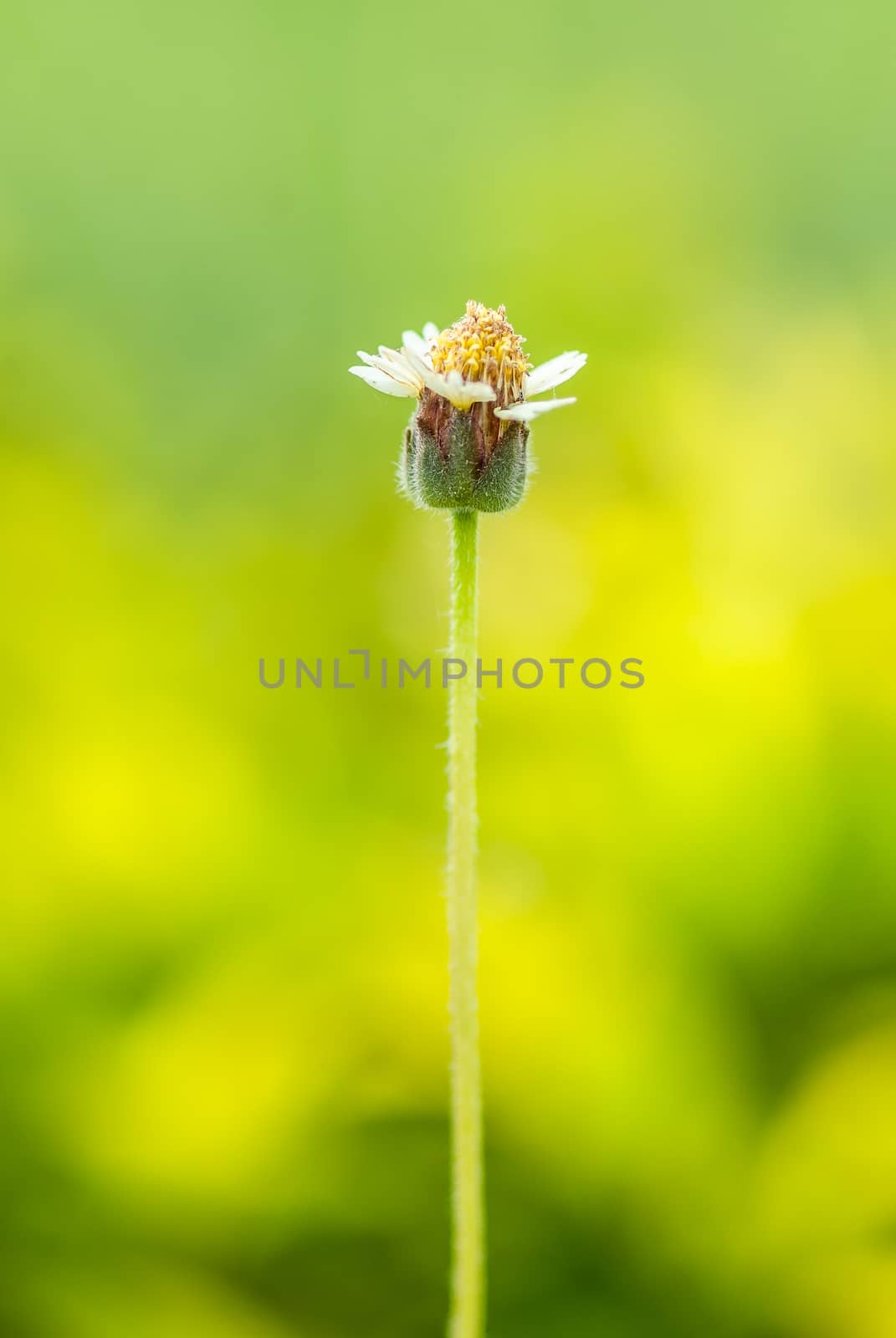 mexican daisy on blur green background.