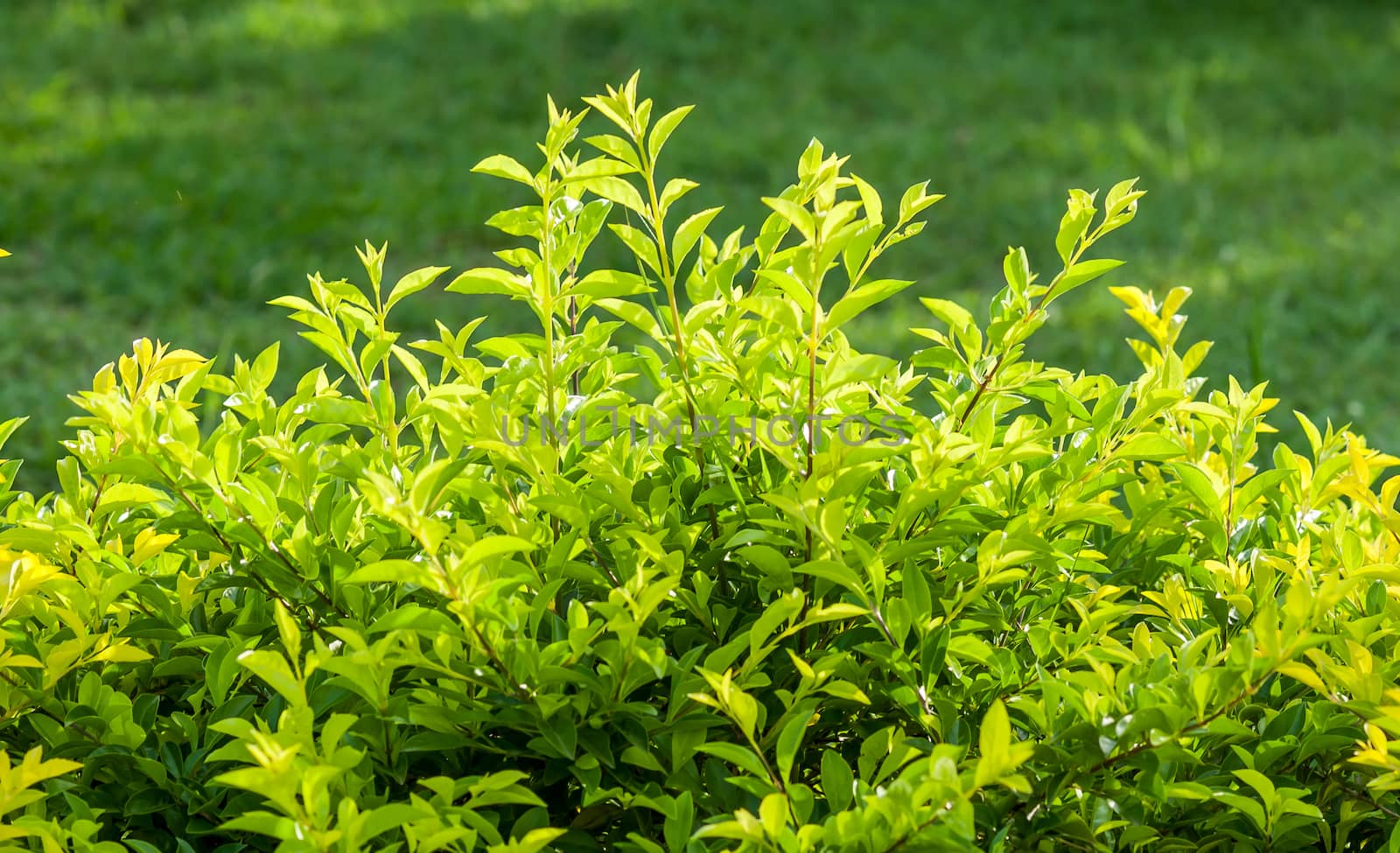 Natural fence green leaf on blur green background