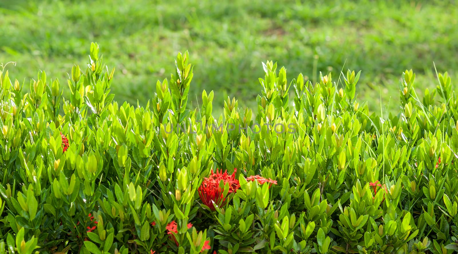 Natural fence green leaf on blur green background
