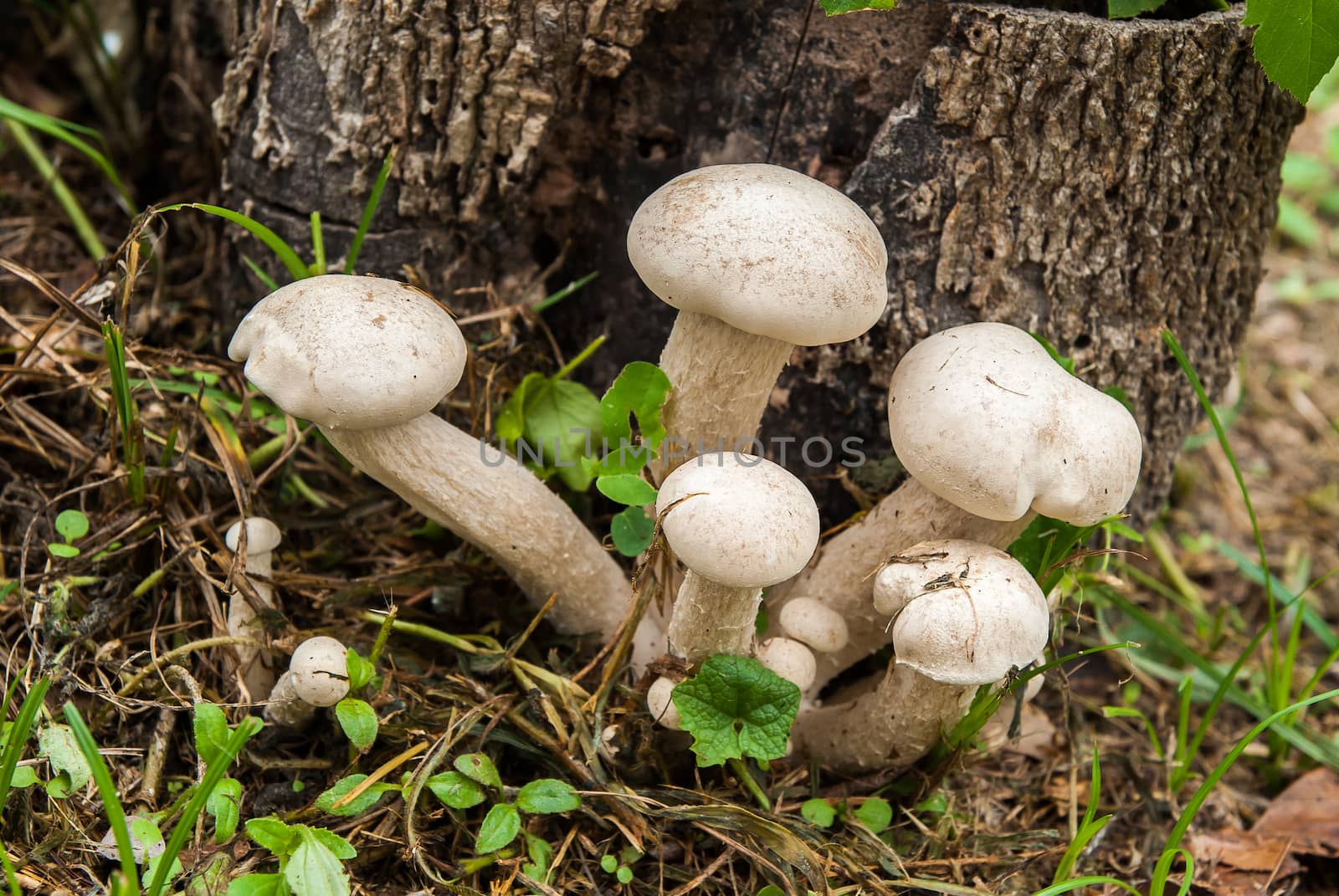 Poisonous mushrooms by seksan44