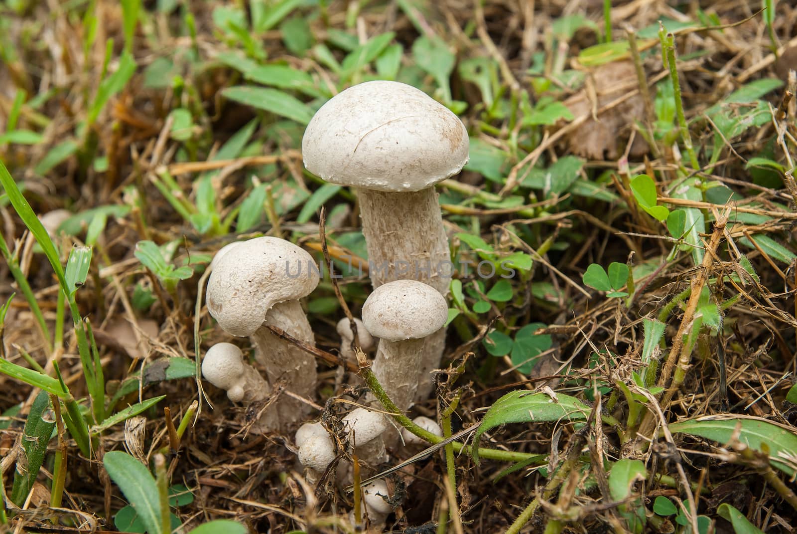 Poisonous mushrooms by seksan44