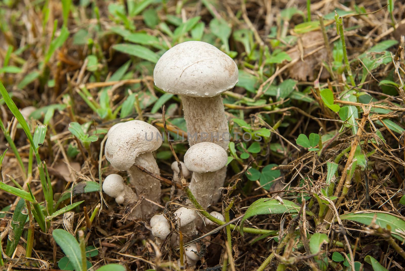 Poisonous mushrooms unusual