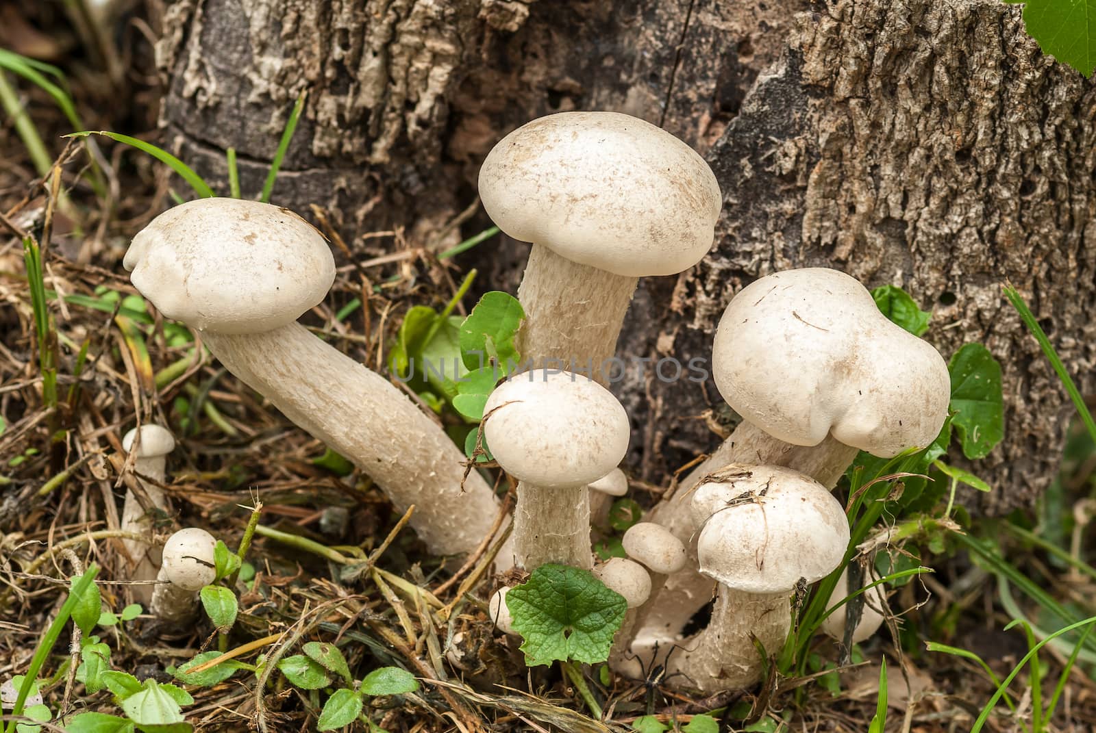 Poisonous mushrooms unusual