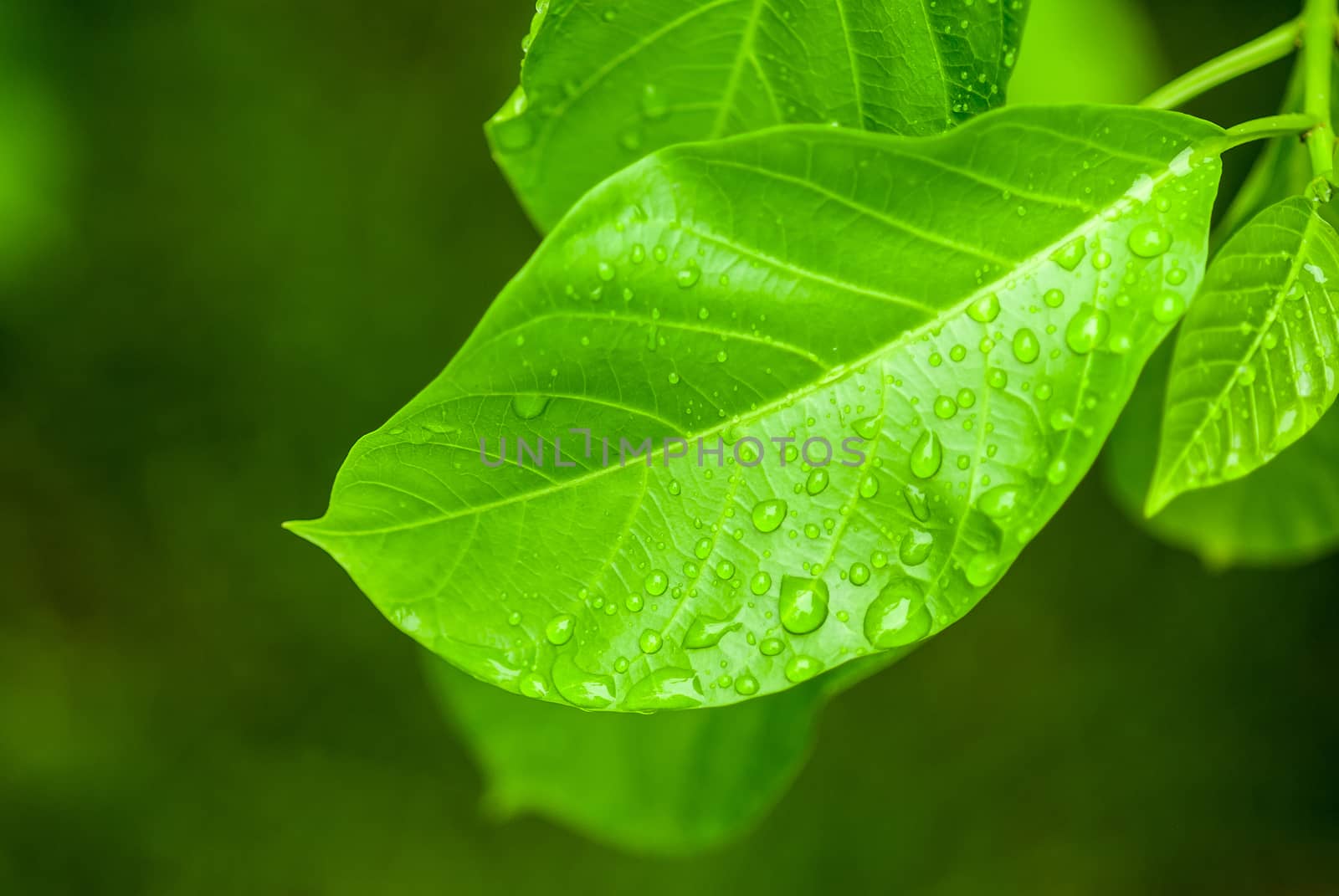 Water drop on leaf by seksan44