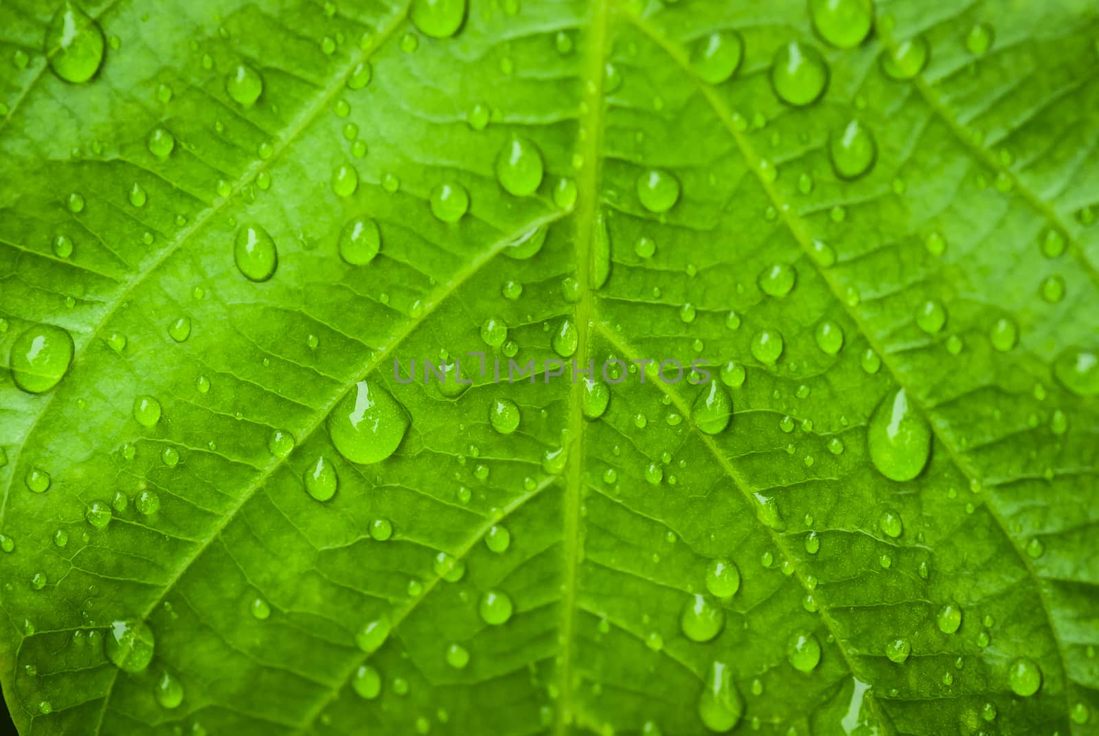 Water drop on leaf on blur background
