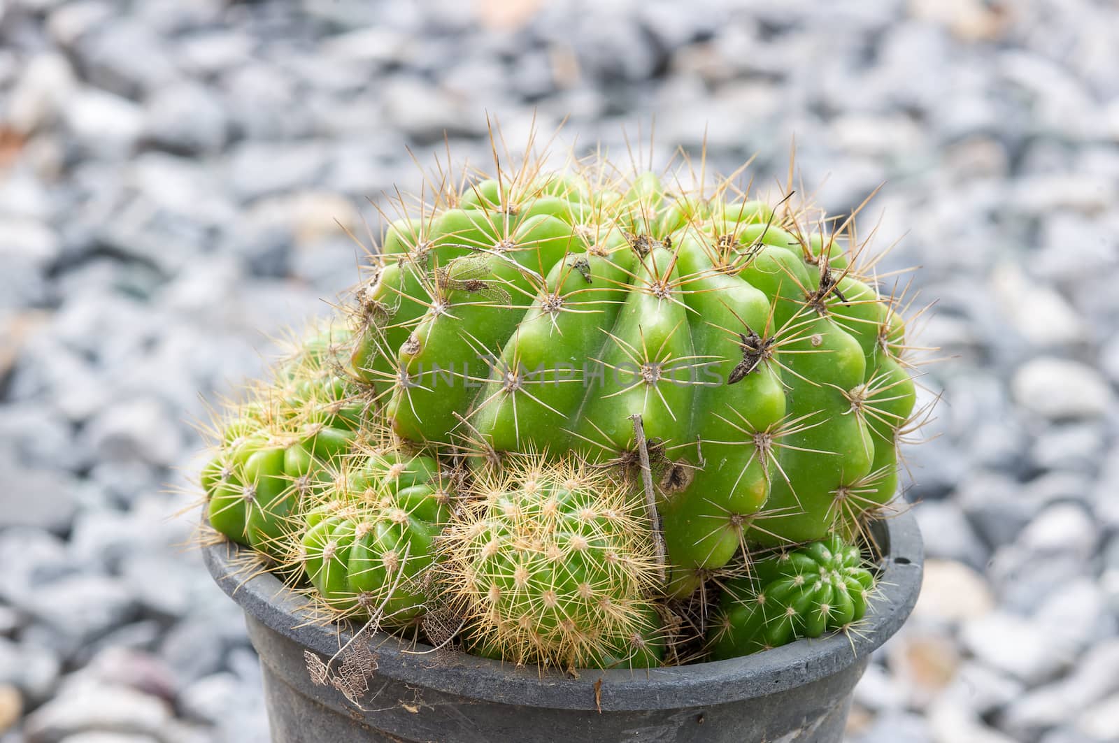 Golden ball cactus in plant nursery