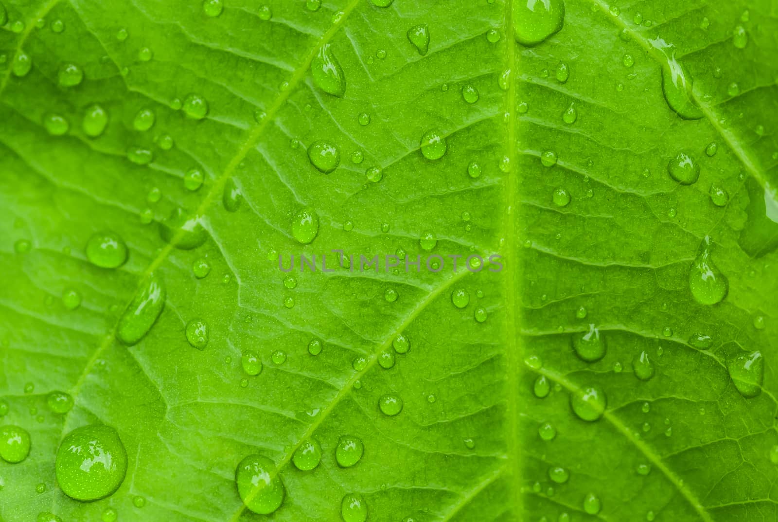 Water drop on leaf on blur background
