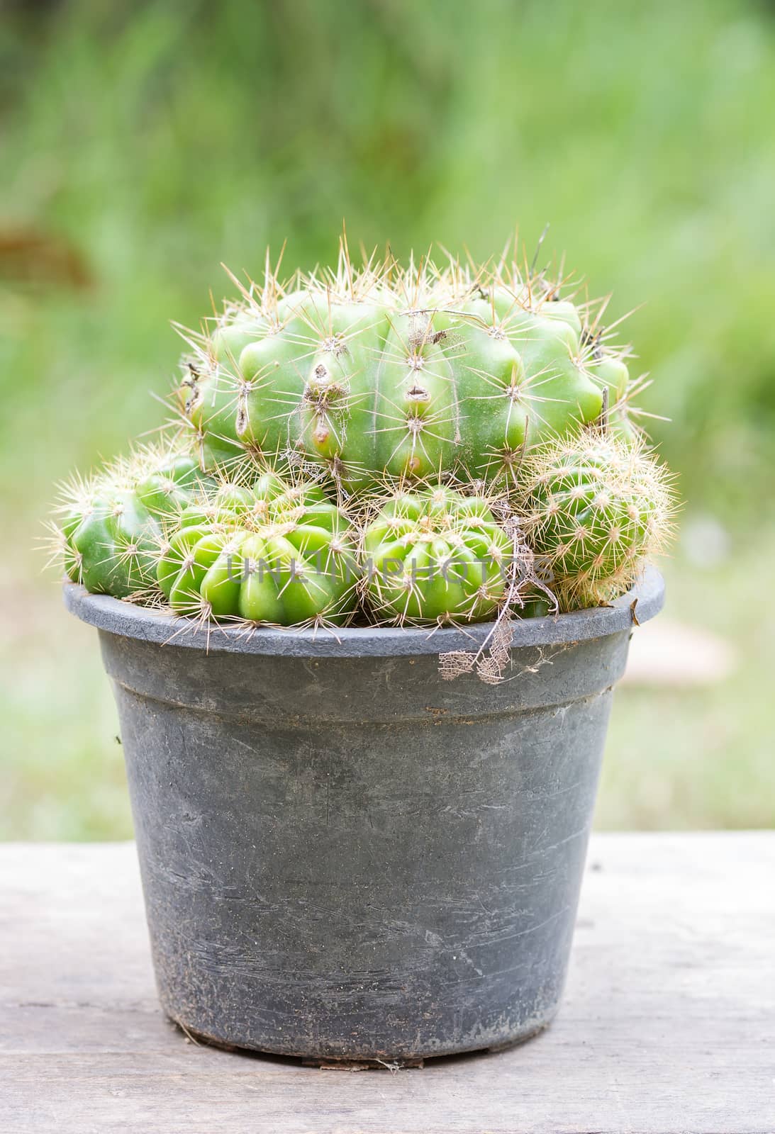 Golden ball cactus in plant nursery