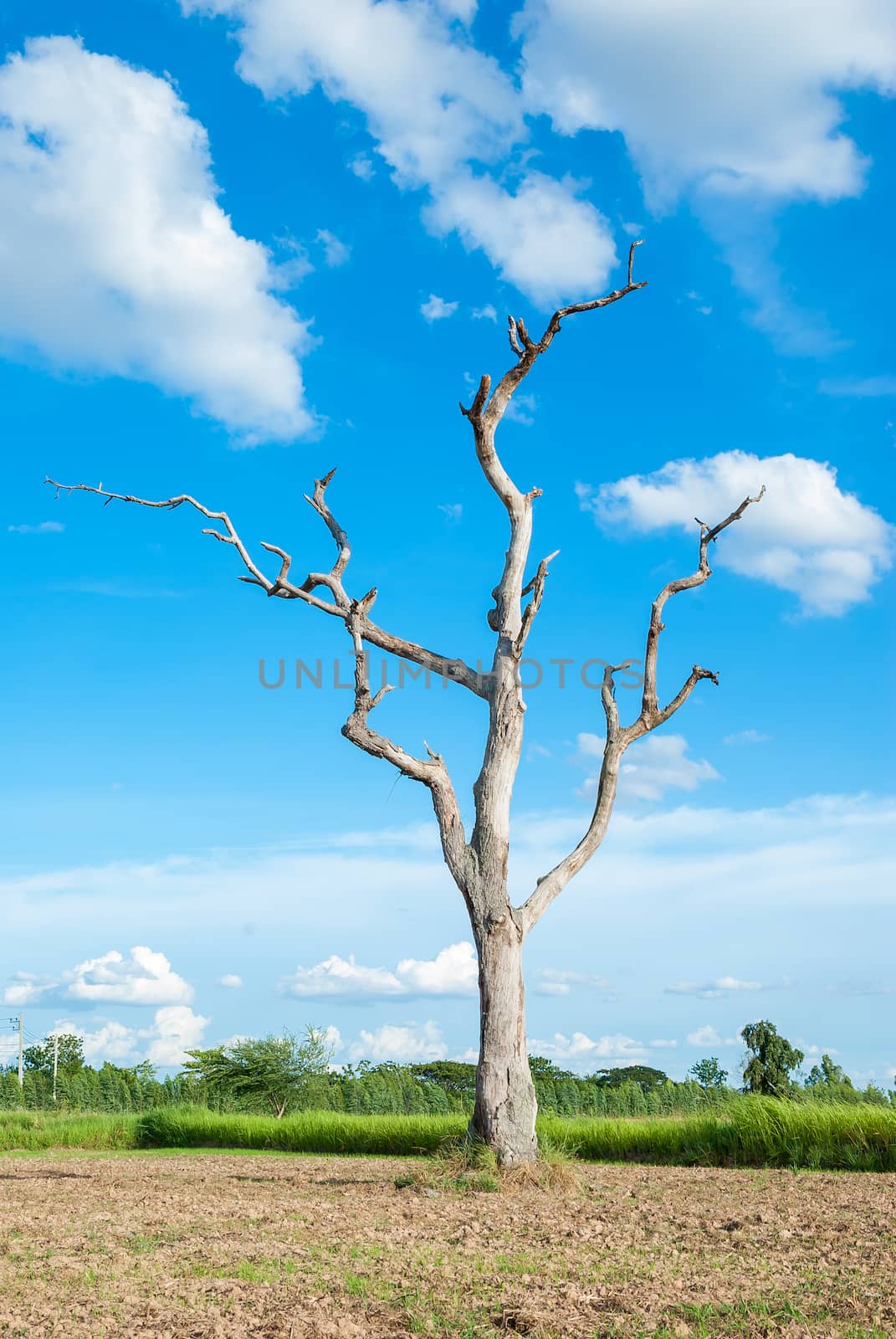 Dead tree on blue sky background