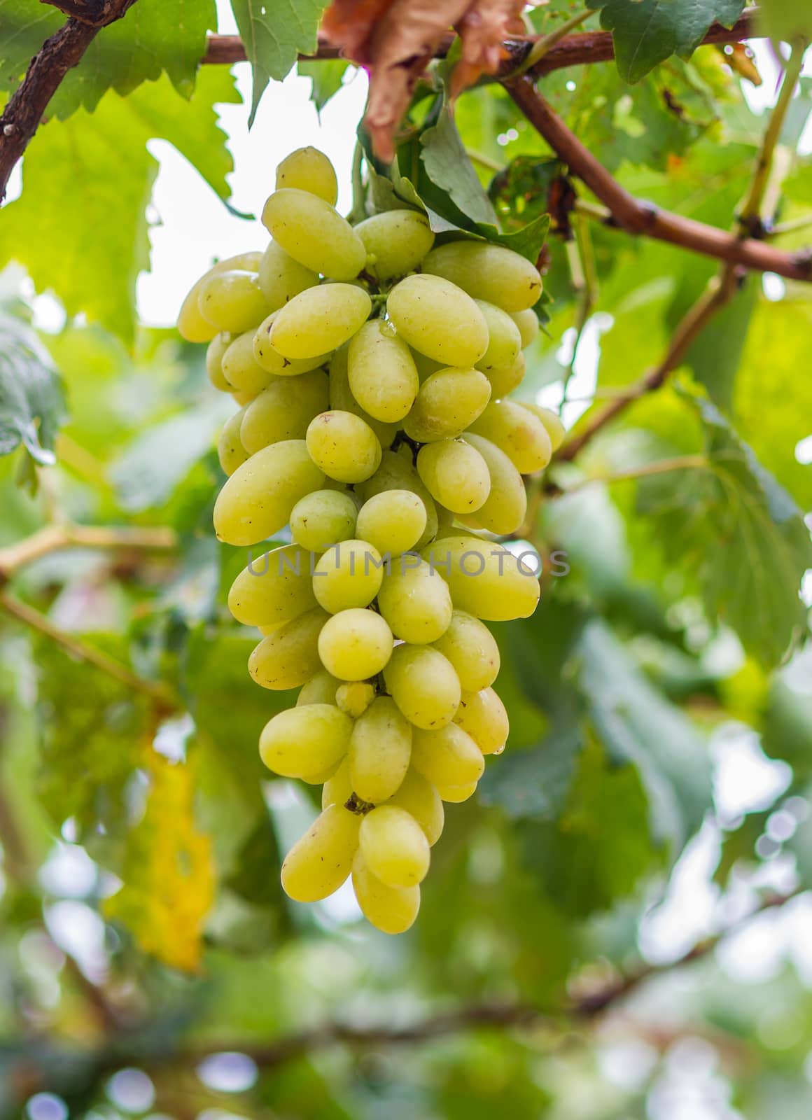 Fresh bunch of white grapes on the field