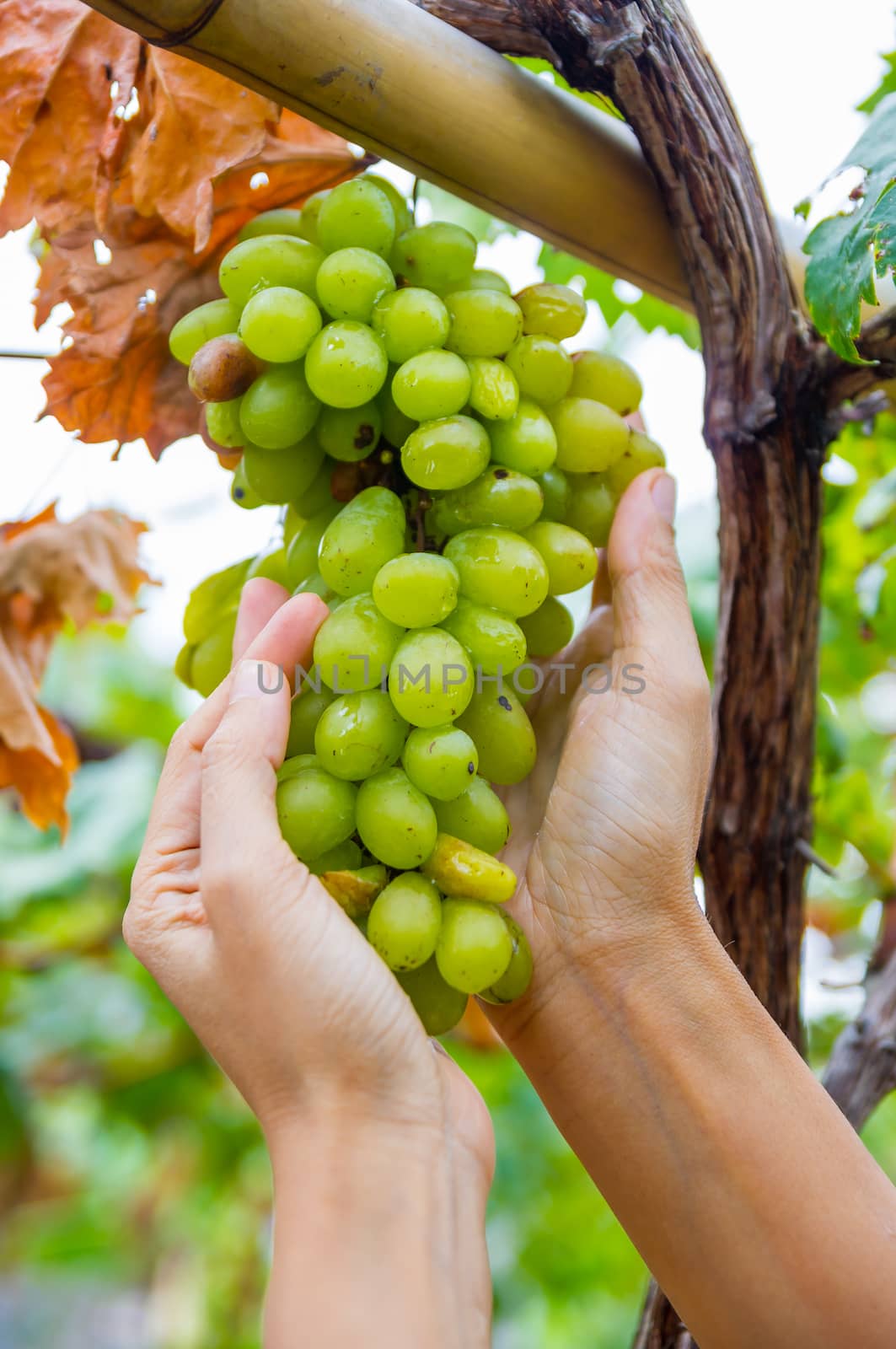 Hand holding bunch of Chardonnay wine grapes