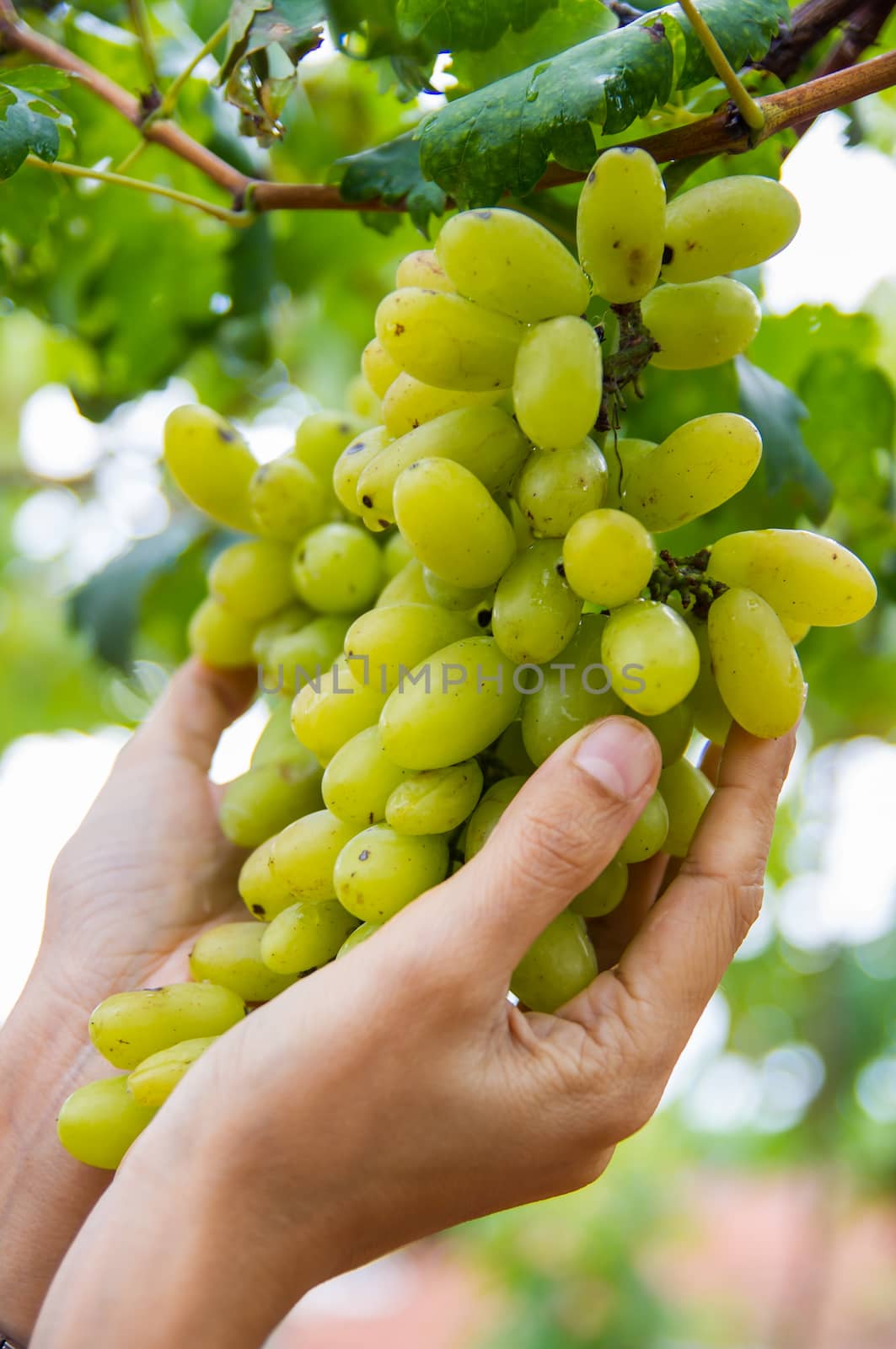 grapes by seksan44