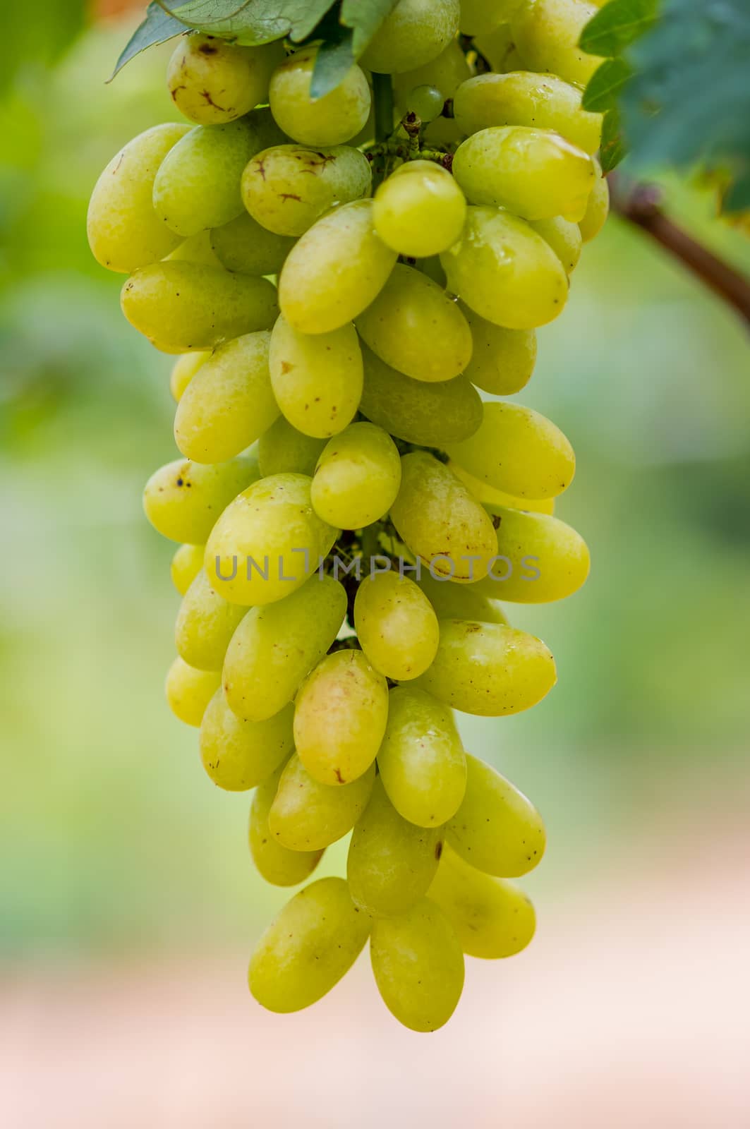 fresh bunch of white grapes on the field