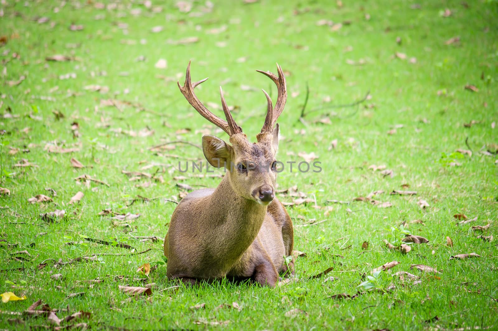 Young deer on green background