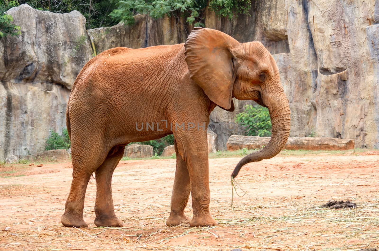 african elephant by seksan44