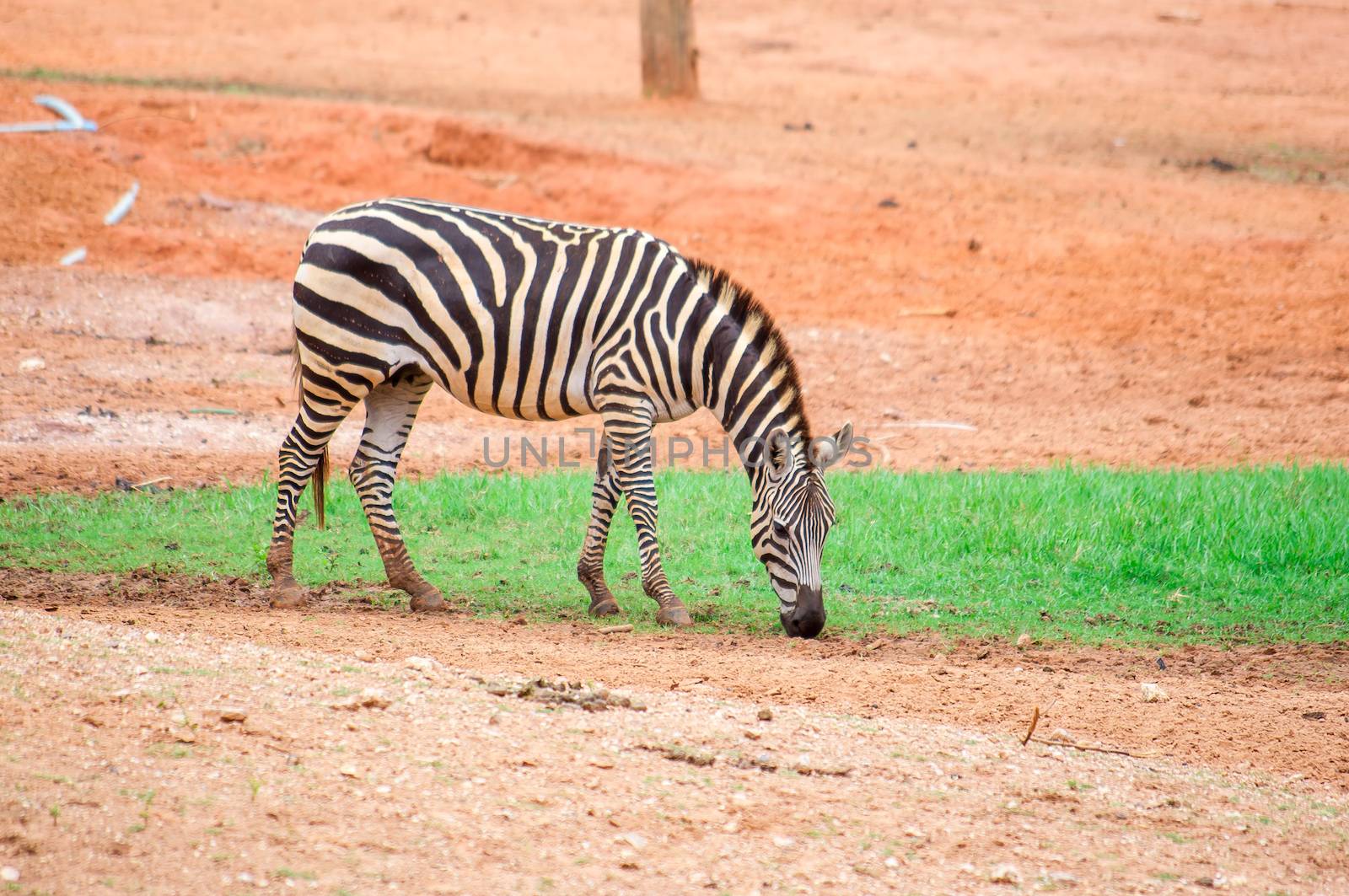 Zebra eating young grass