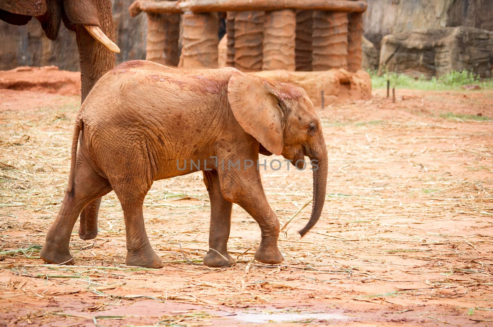 A baby african elephant calf following its mother